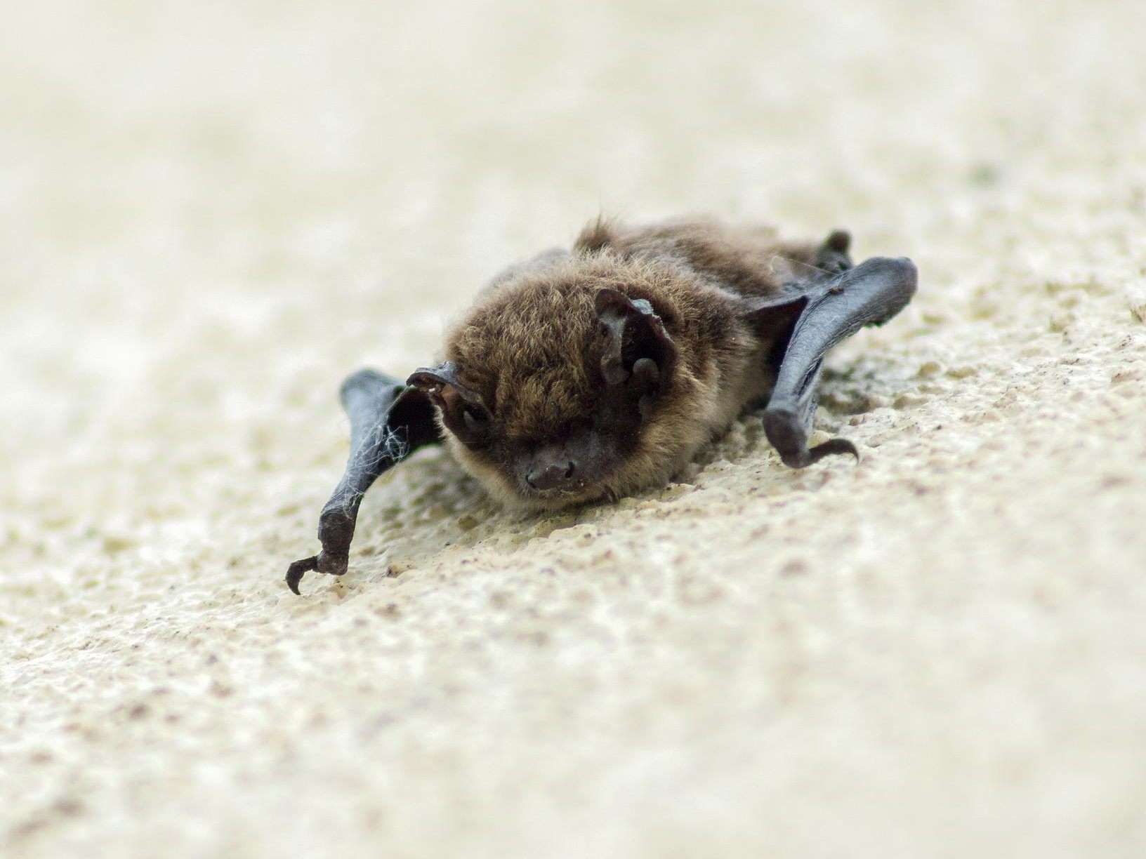 Das kann man unternehmen, wenn sich eine Fledermaus im Haus verirrt hat.