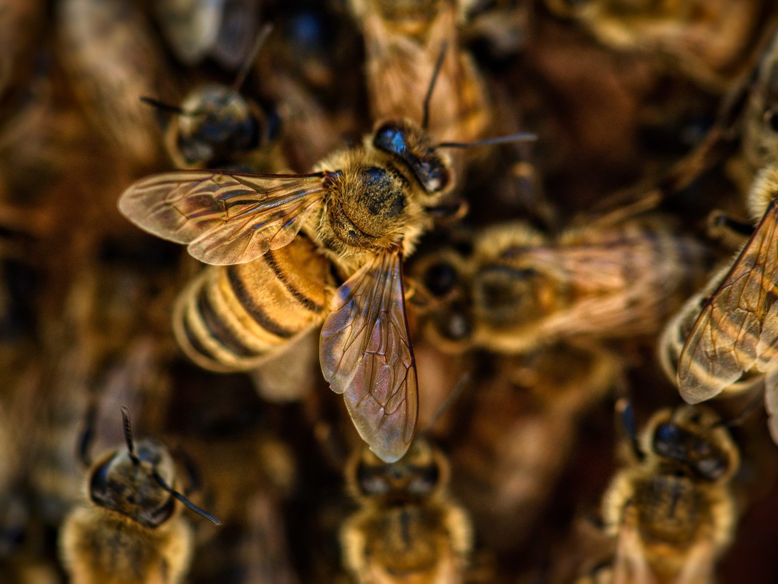 Ein 20-Jähriger wurde im US-Bundesstaat Ohio 20.000 Mal von Killerbienen gestochen.