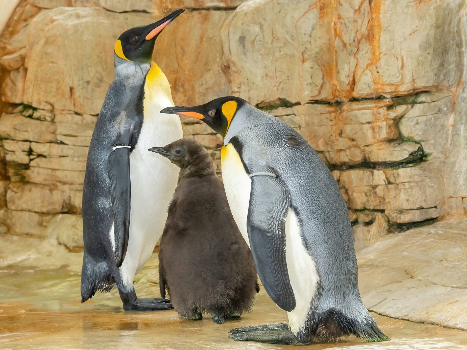 Im Wiener Tiergarten Schönbrunn ist ein flauschiges Königspinguin-Kücken geschlüpft.