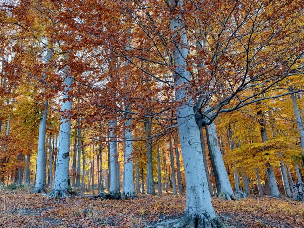 Laut einer Studie sind die Wälder in Mittel- und Westeuropa hohen Klimarisiken ausgesetzt.