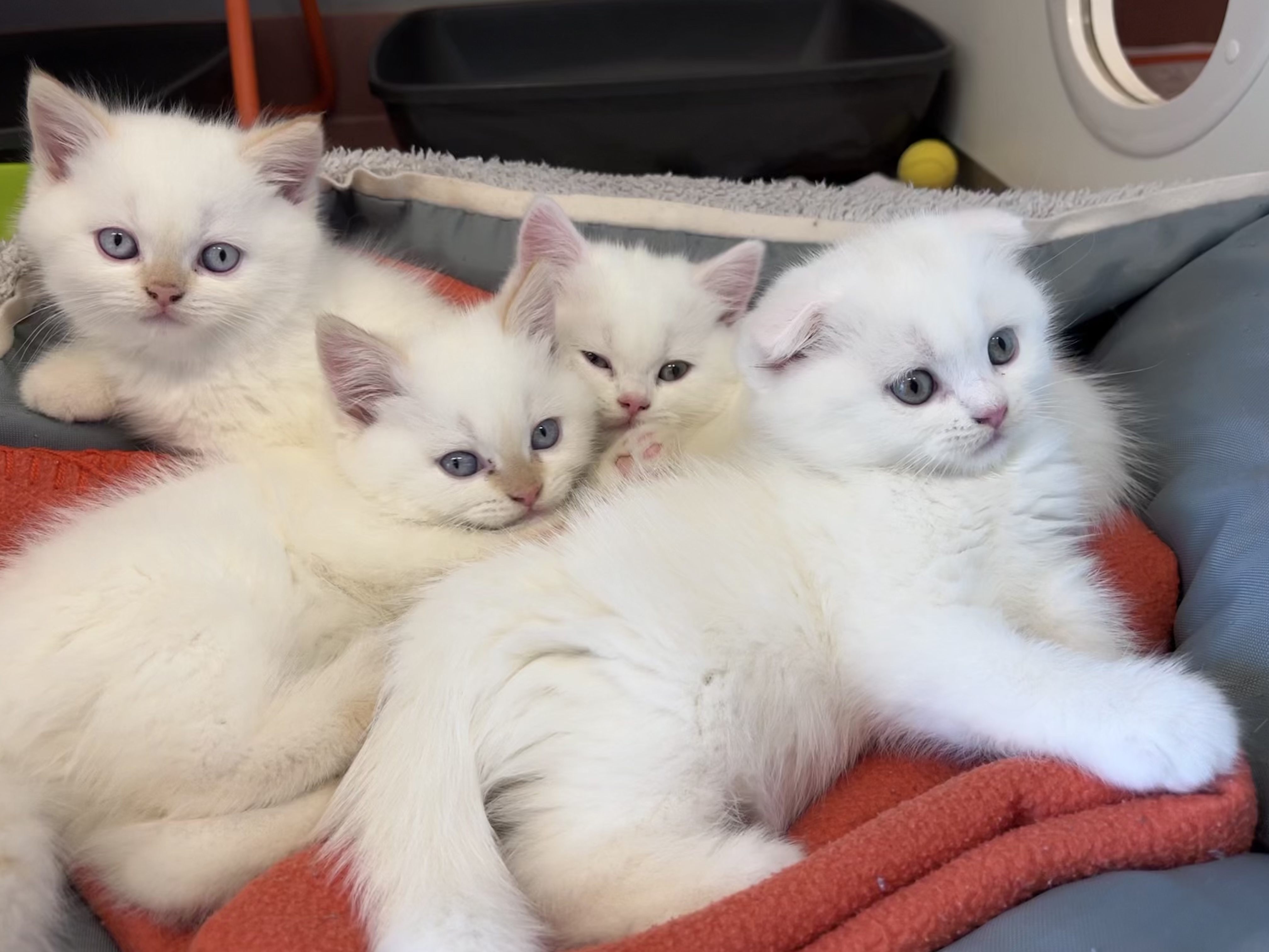 Die Katzenbabys und deren Mutter wurden beschlagnahmt.