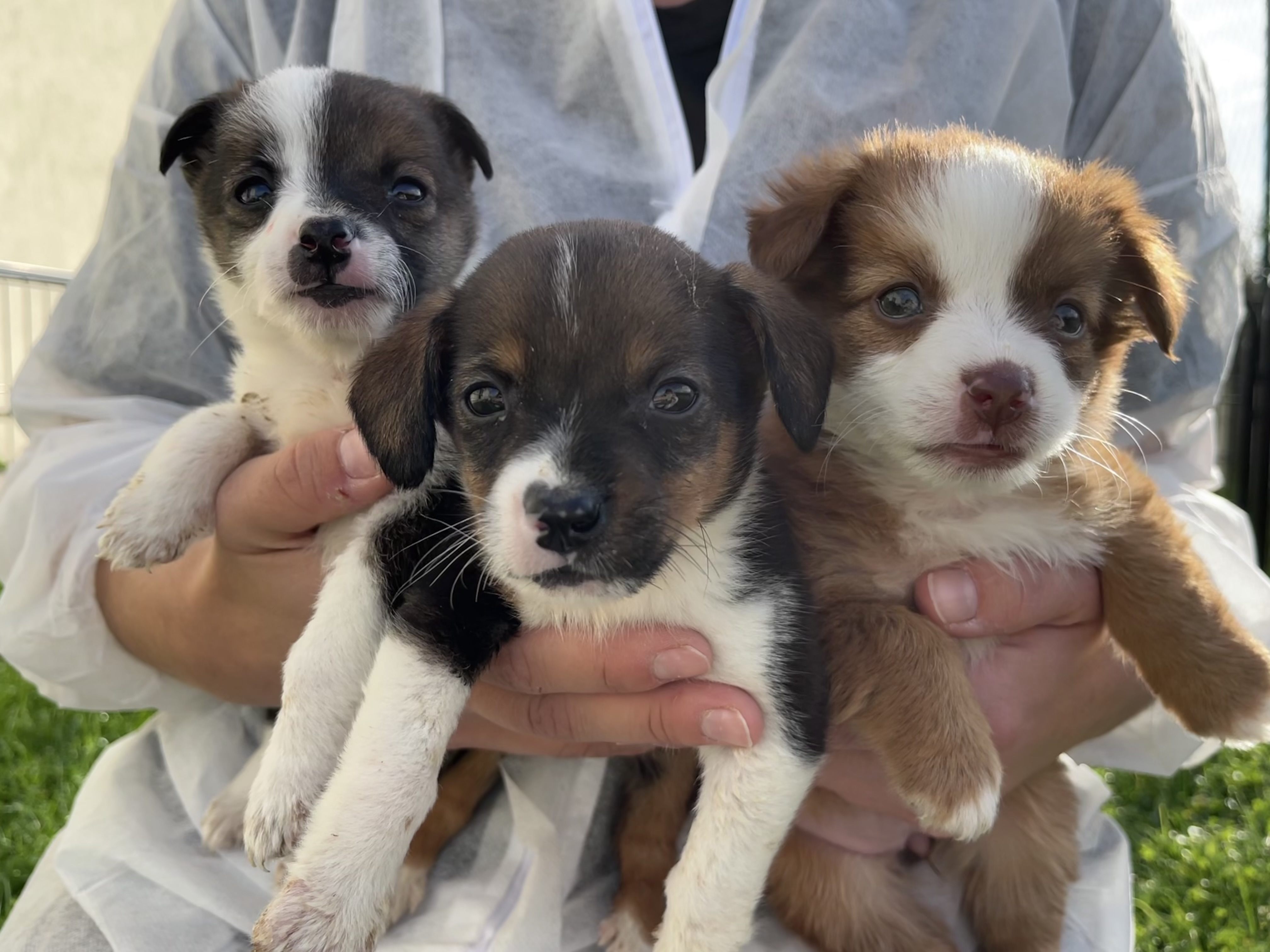 Den drei Mischlingswelpen Alice, Amy und Ameli geht es jetzt gut in der Obhut des TierQuarTier Wien. Den drei Mischlingswelpen Alice, Amy und Ameli geht es jetzt gut in der Obhut des TierQuarTier Wien.