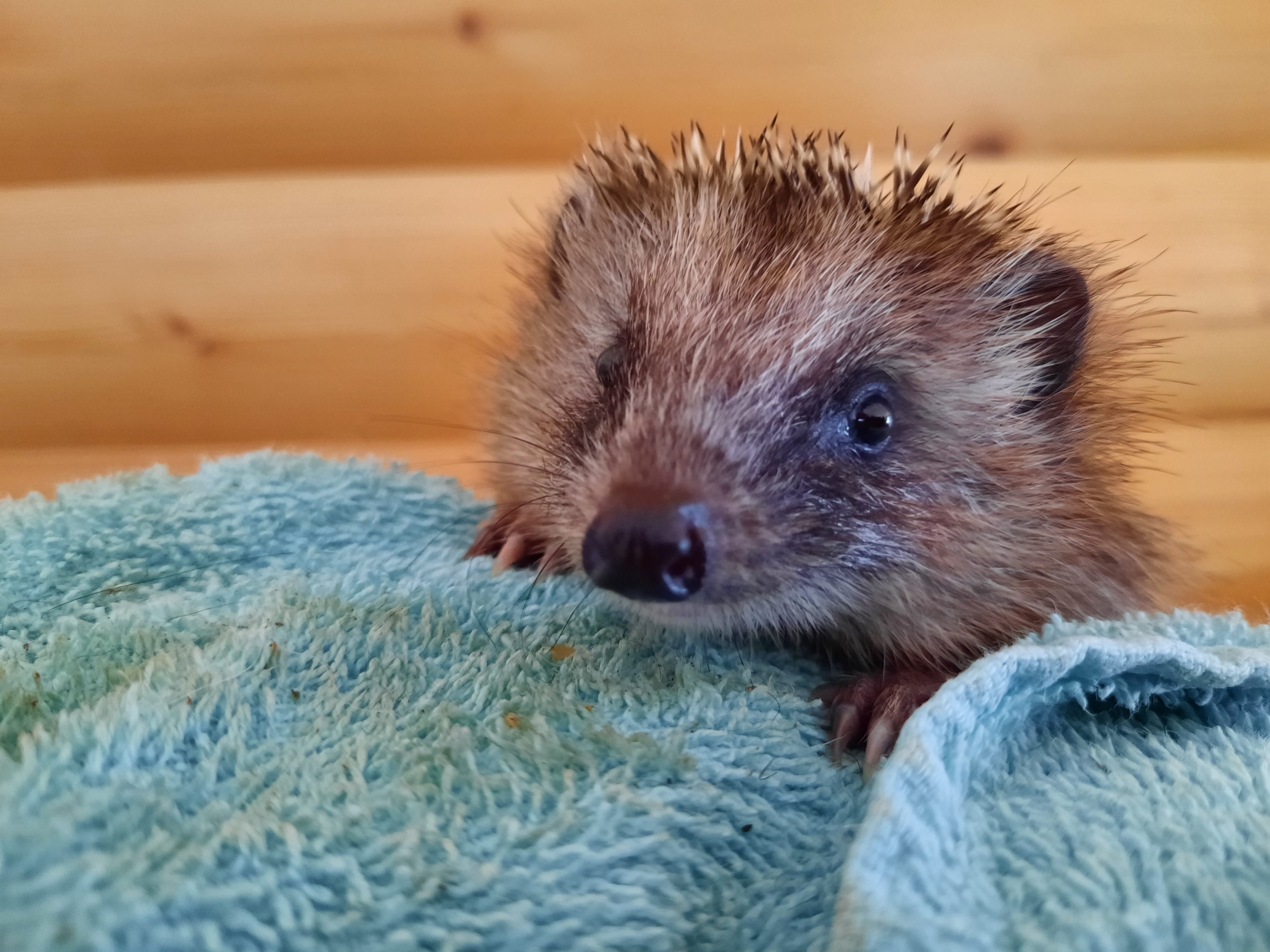Derzeit gibt es immer mehr Igel-Waisenkinder, da die Muttertiere oft überfahren werden.