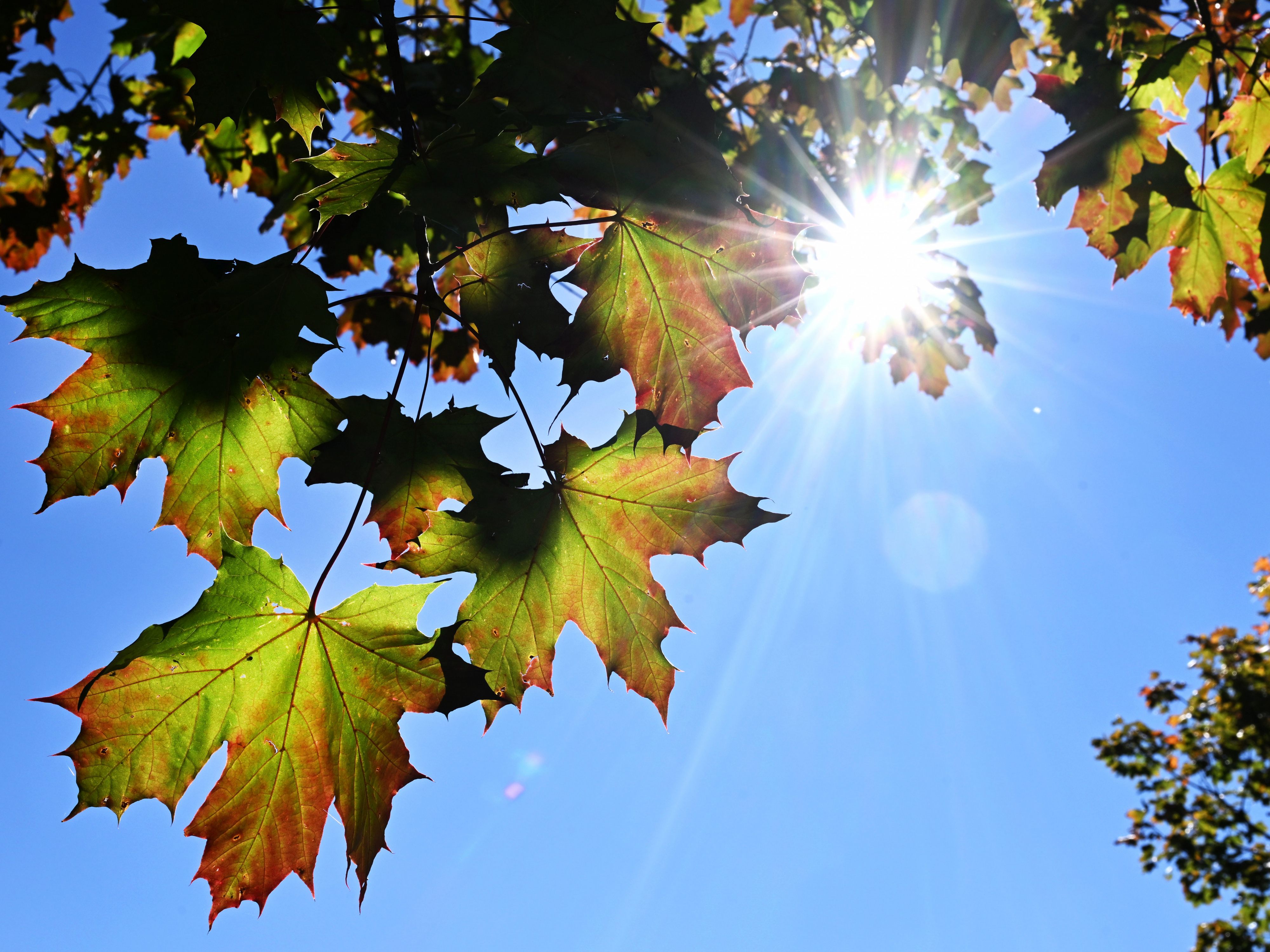 Der Altweibersommer kommt nach Österreich.