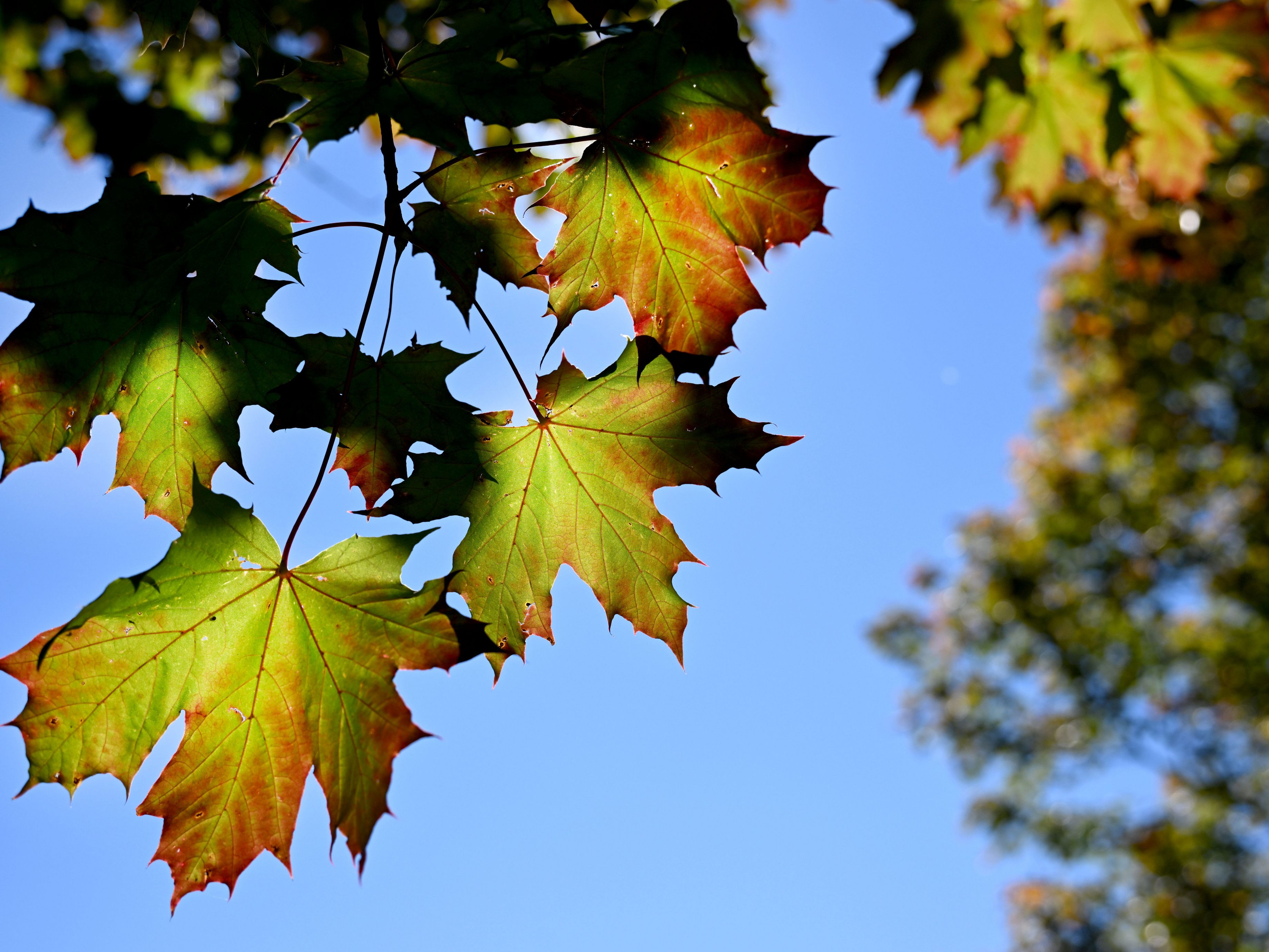 Das Wetter wird herbstlich und wechselhaft. Das Wetter wird herbstlich und wechselhaft.