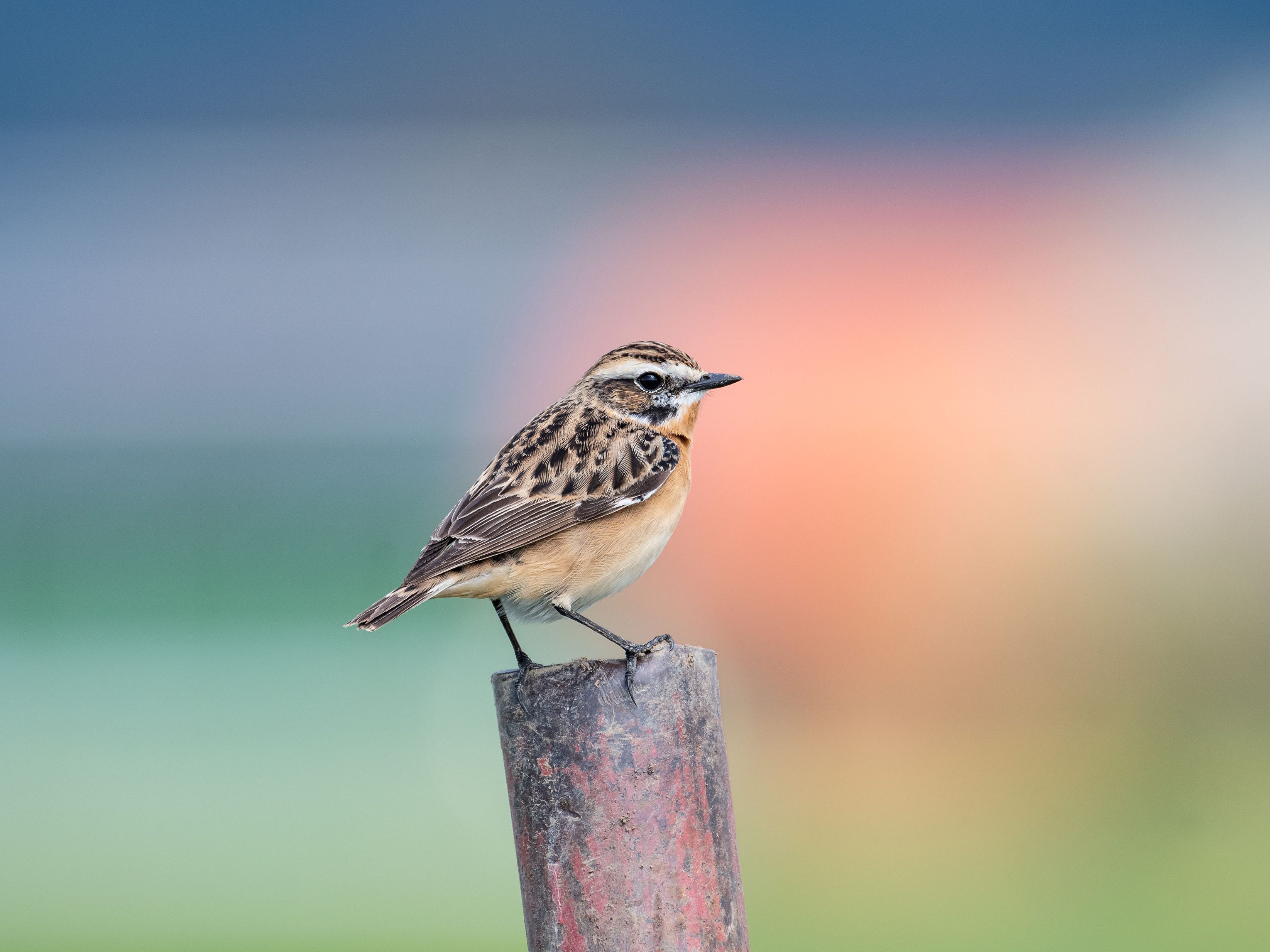 Vogel des Jahres 2023: Erfolg für das Braunkehlchen. Vogel des Jahres 2023: Erfolg für das Braunkehlchen.