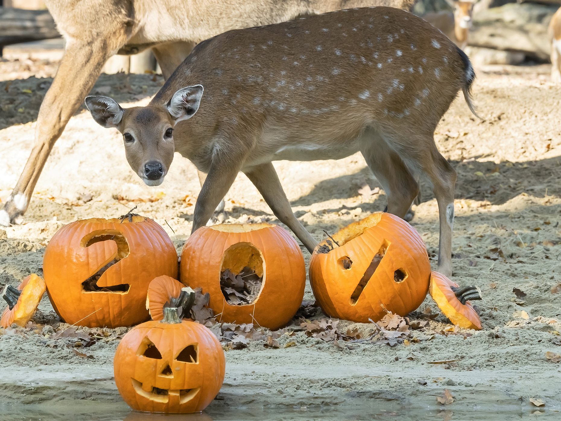 Die Bewohner im Wiener Tiergarten Schönbrunn haben großen Spaß im Herbst. Die Bewohner im Wiener Tiergarten Schönbrunn haben großen Spaß im Herbst.