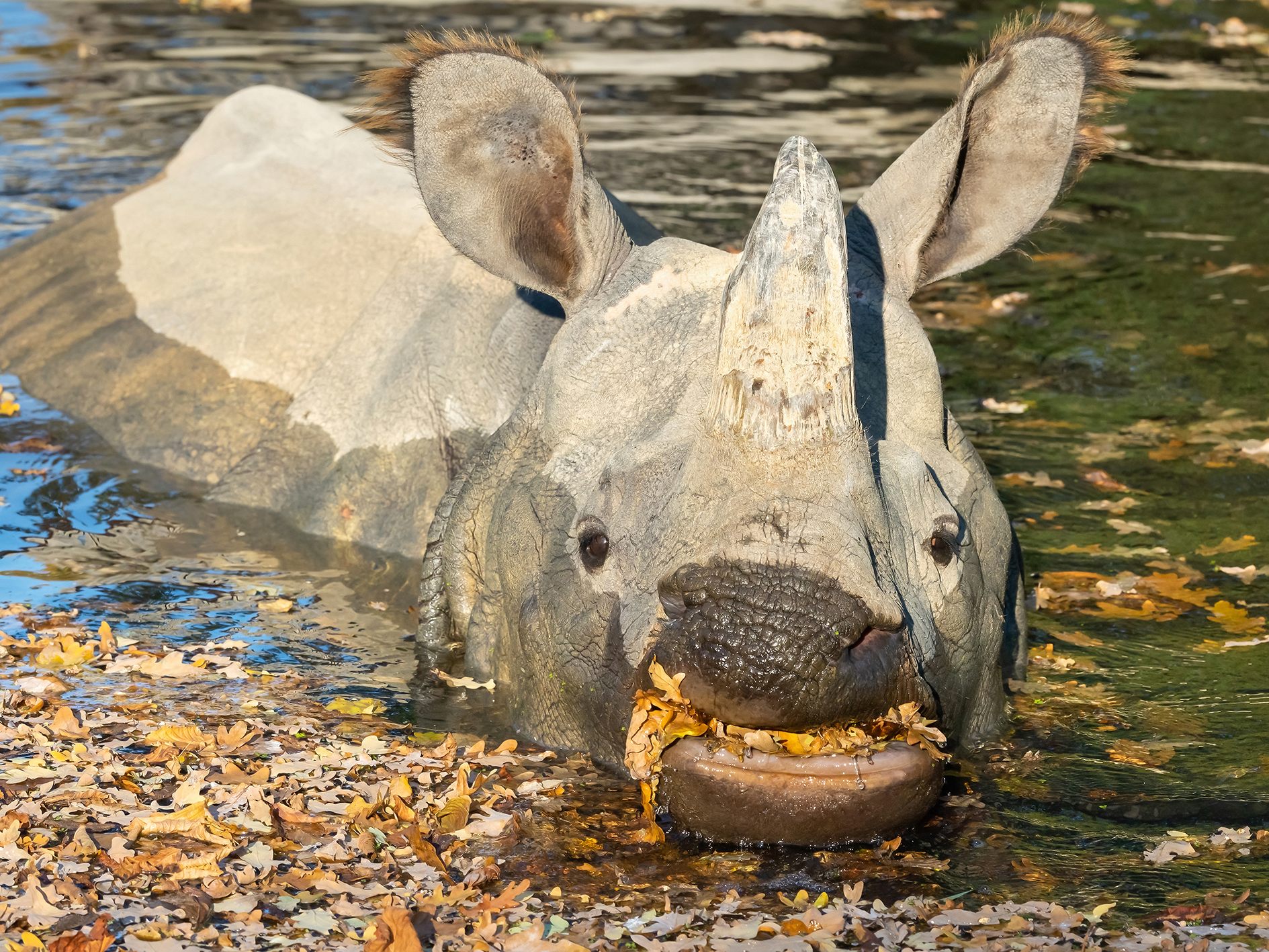 Die Zoobewohner genießen die herbstlichen Sonnenstrahlen. Die Zoobewohner genießen die herbstlichen Sonnenstrahlen.