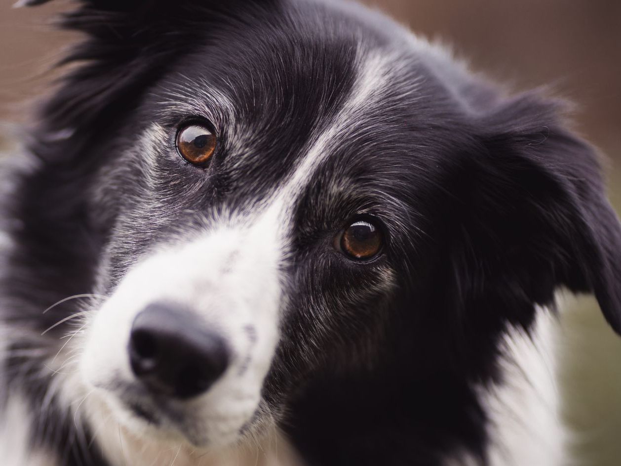 Die 48-Jährige soll den Border-Collie-Rüden ihres Lebensgefährten gefesselt und in einem Brunnen ertränkt haben. Die 48-Jährige soll den Border-Collie-Rüden ihres Lebensgefährten gefesselt und in einem Brunnen ertränkt haben.