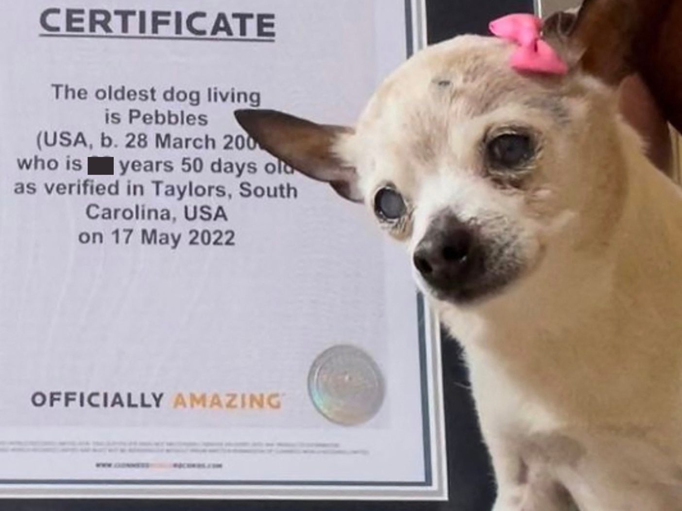 Ältester Hund der Welt ist gestorben
