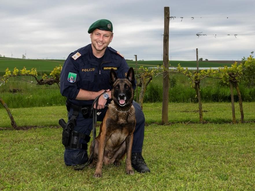 Polizeihund "Cameron" erschnüffelte einen vermissten 82-Jährigen im Bezirk St. Pölten.