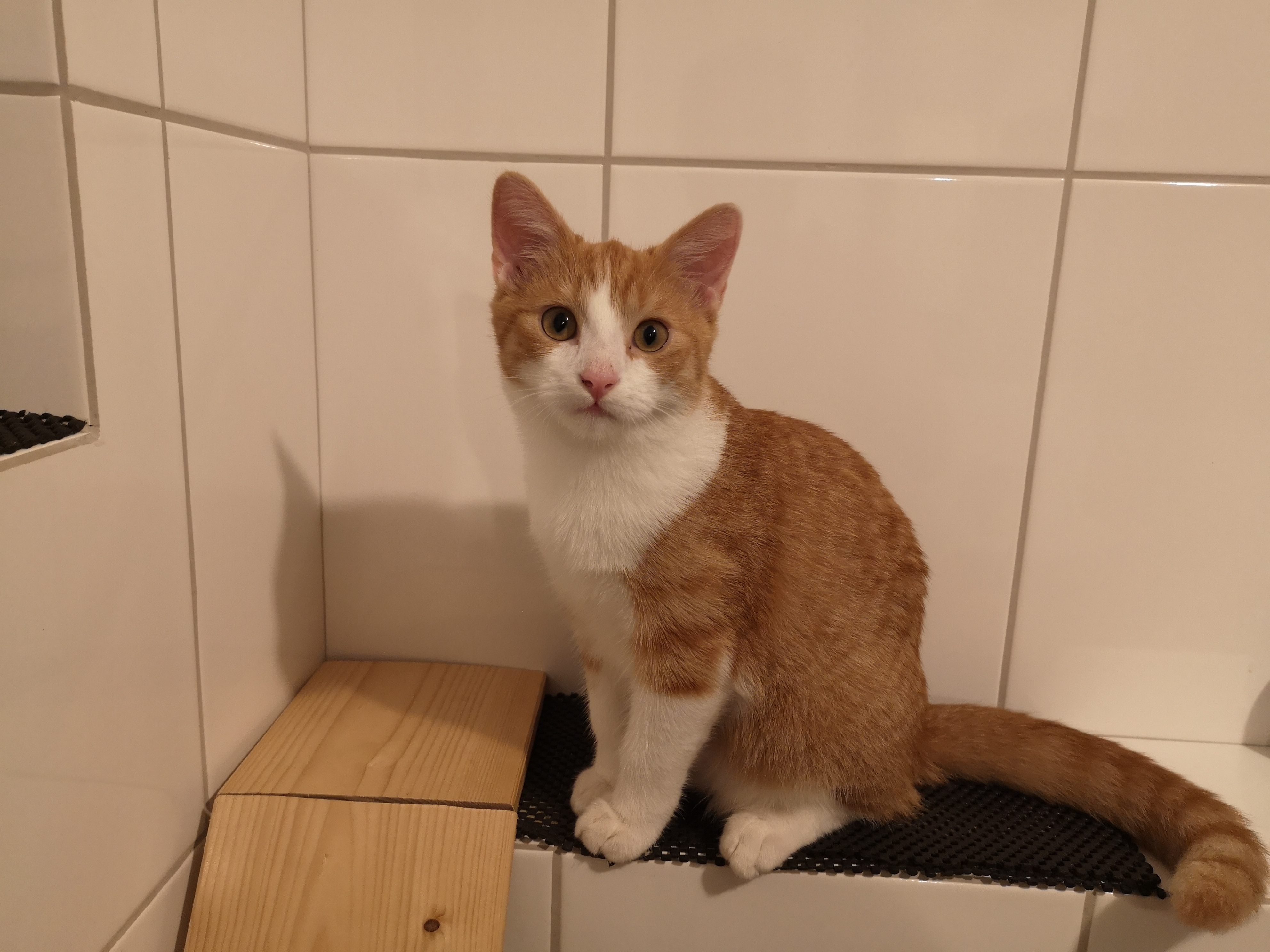 Kater