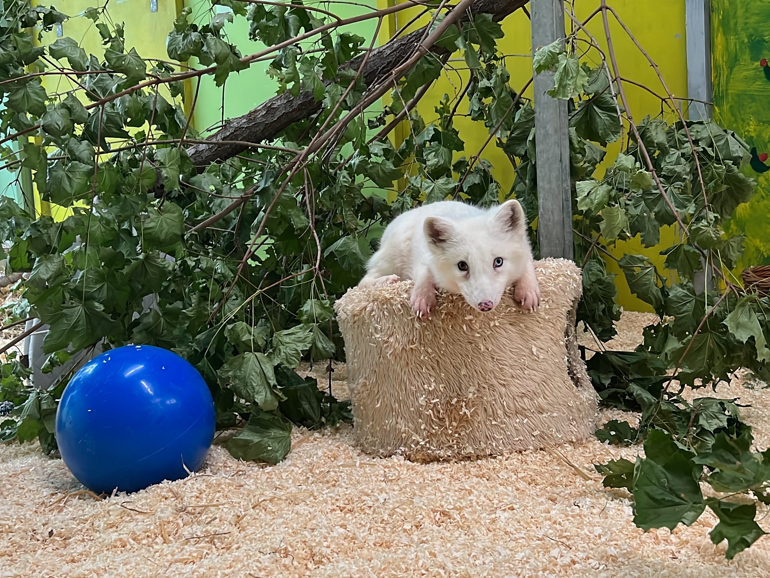 Polarfuchs "Wukk" darf endlich in sein neues Zuhause.