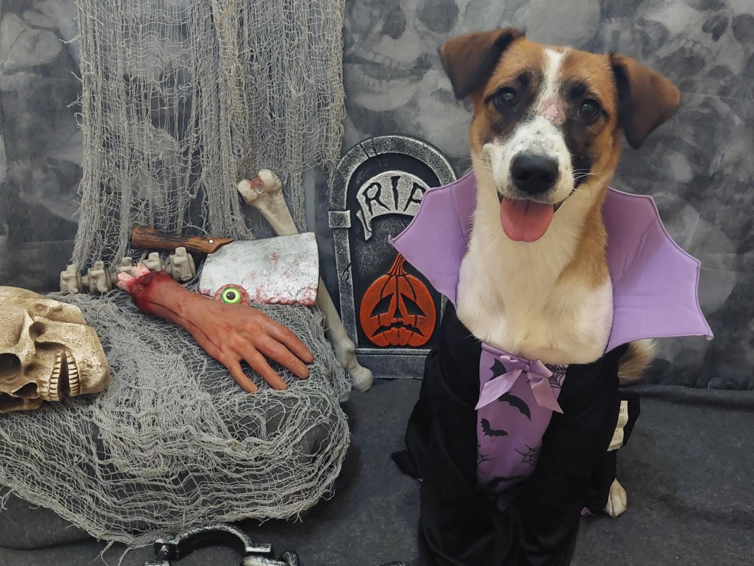 Auch die Tiere im Wiener Tierschutzhaus Vösendorf feiern Halloween.