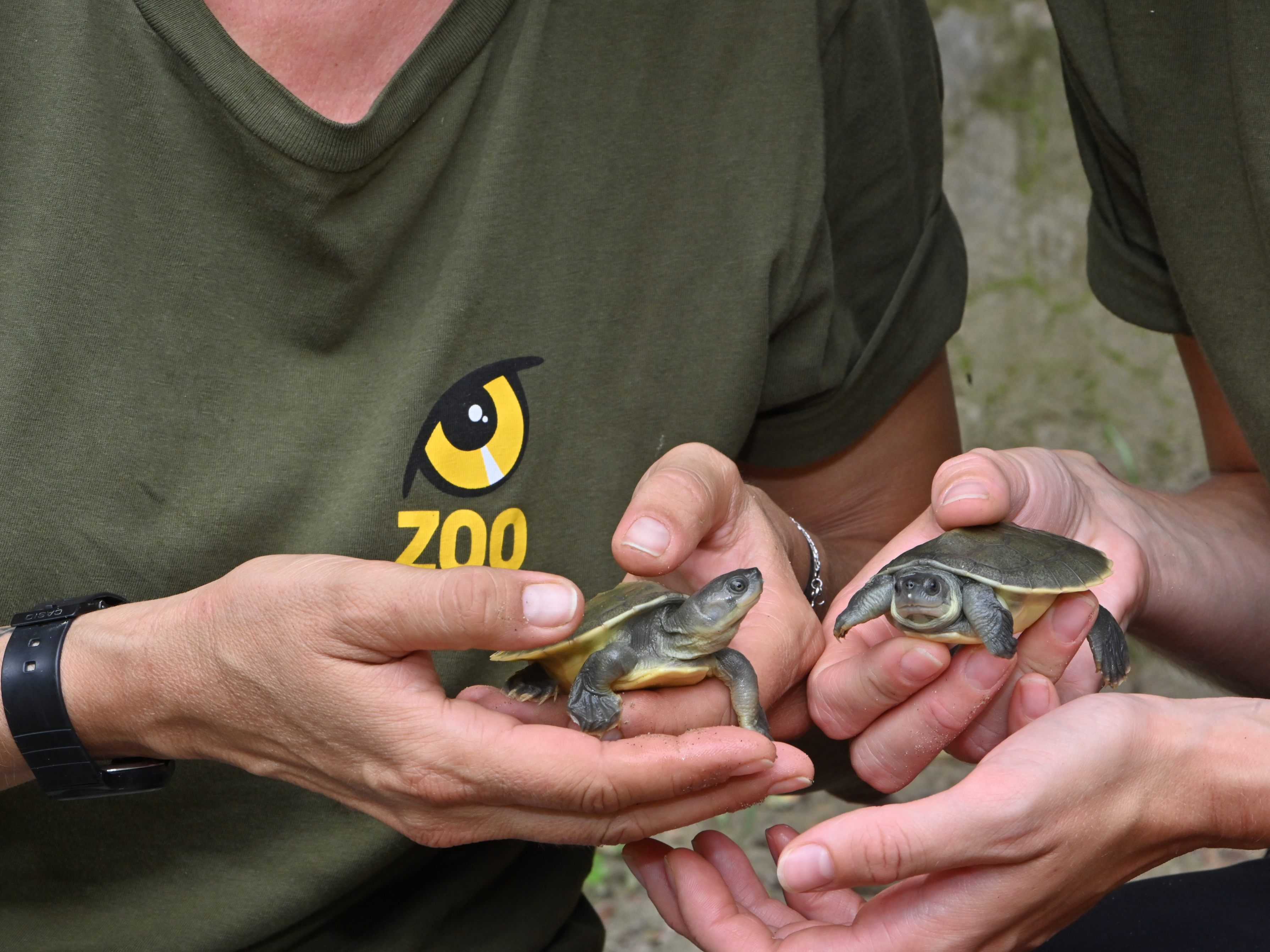 Der Wiener Zoo Schönbrunn hilft bei der Nachzucht der nördlichen Batagur-Flussschildkröte.