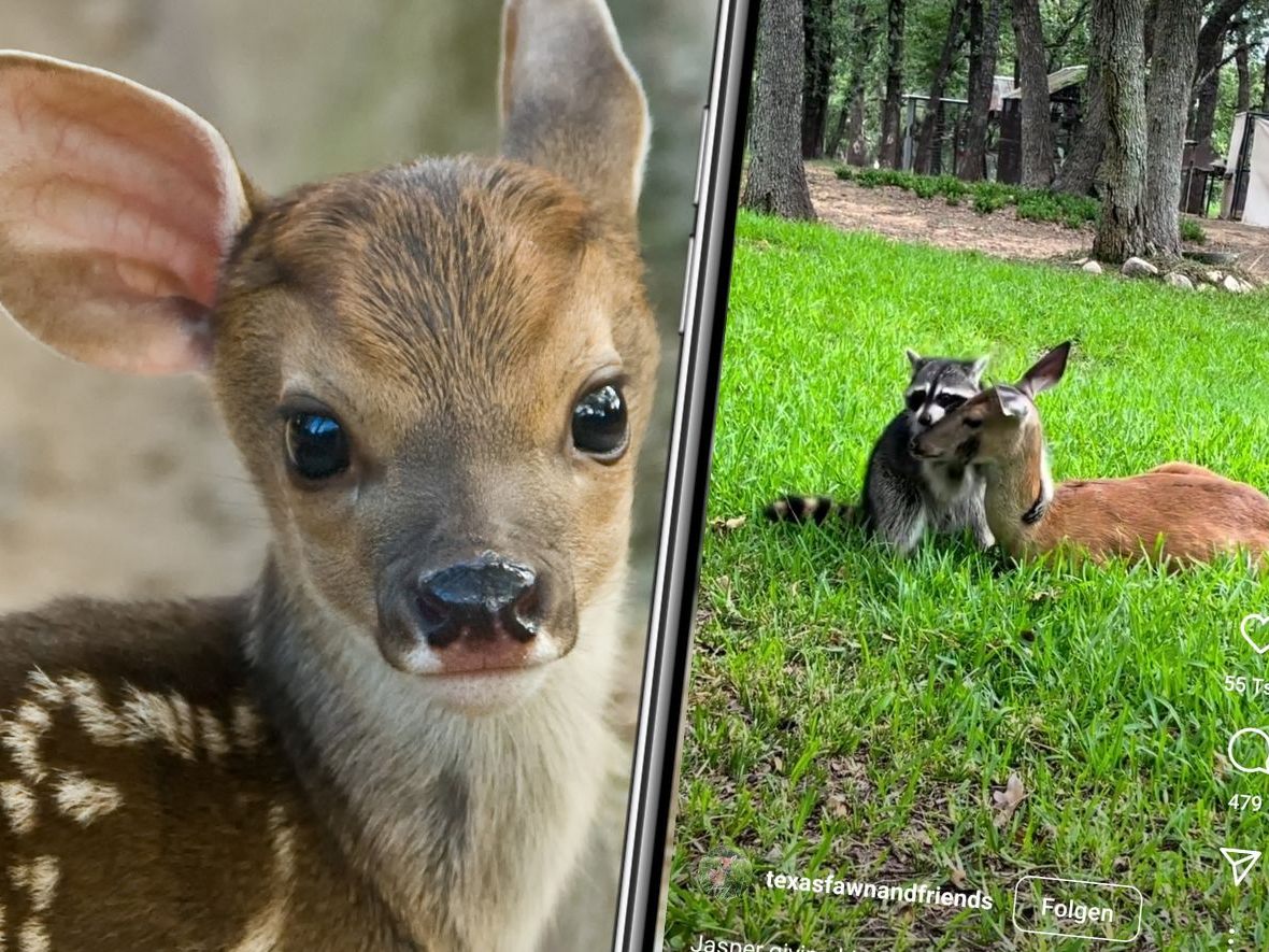 Waschbär Jasper und Reh Hope sind beste Freunde. Waschbär Jasper und Reh Hope sind beste Freunde.