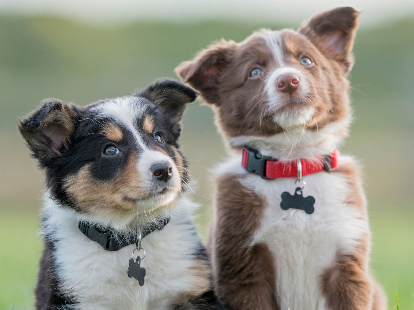 Welpen bedeuten viel Arbeit. Stellen Sie sich vor, Sie müssten über ein Dutzend kleine Hunde auf einmal versorgen!