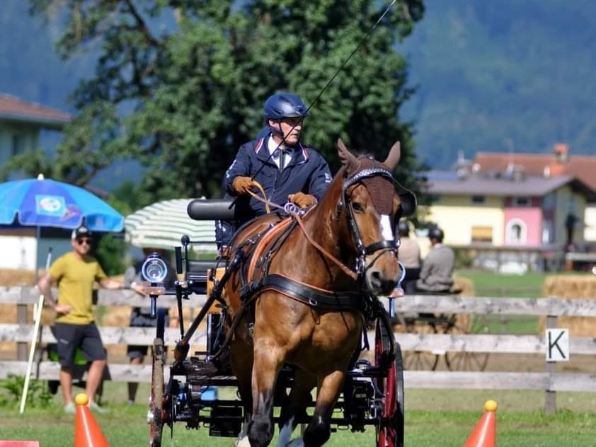 Enrico Allgäuer wurde Landesmeister im Kutschenfahren.