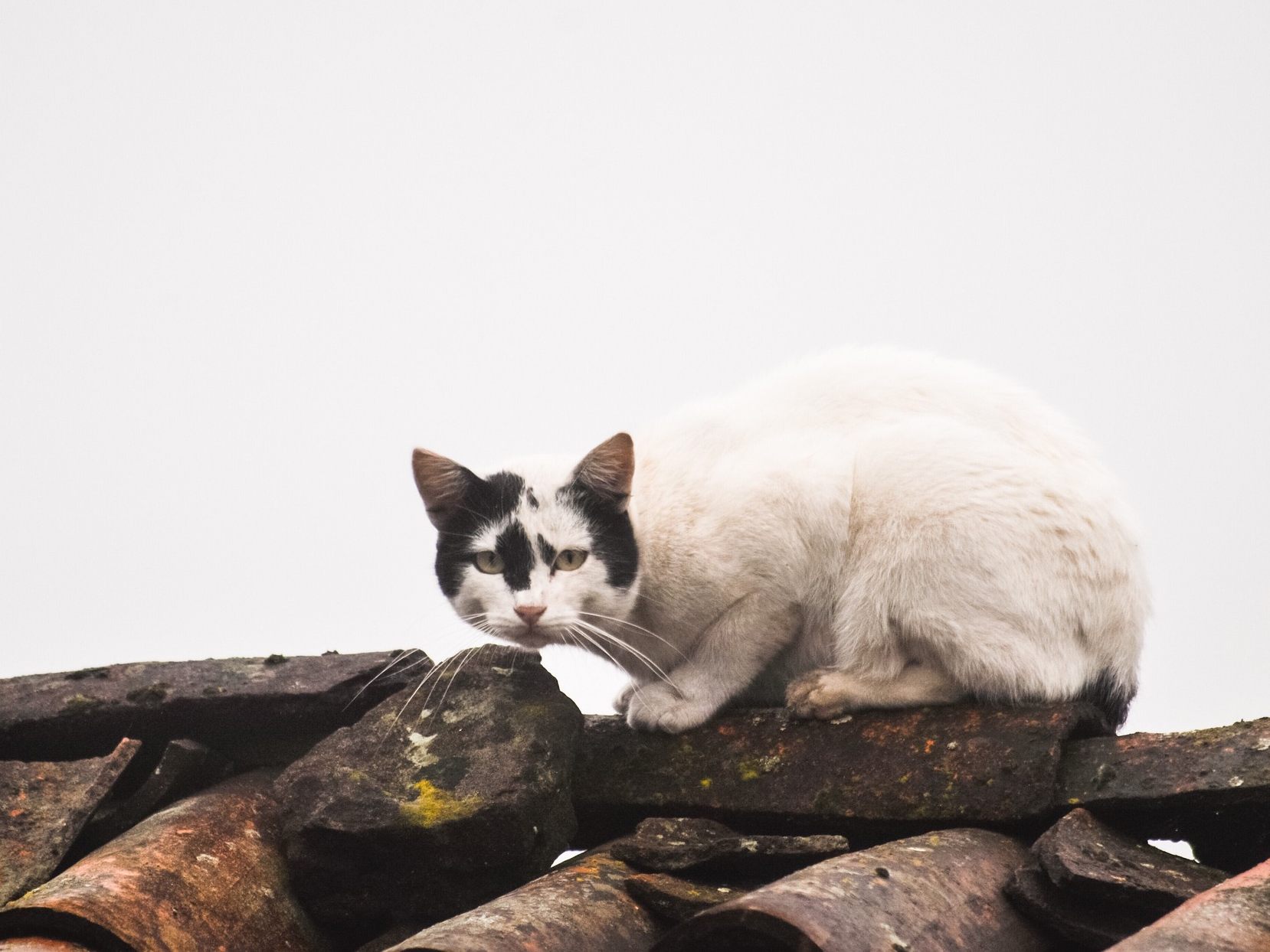 Die Feuerwehr musste eine Katze von einem Dach in Wien retten.