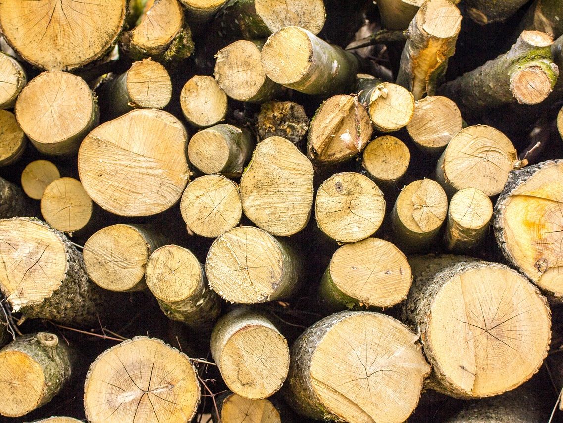 Baum traf 57-Jährigen in Bezirk Neunkirchen auf dem Kopf - tot.
