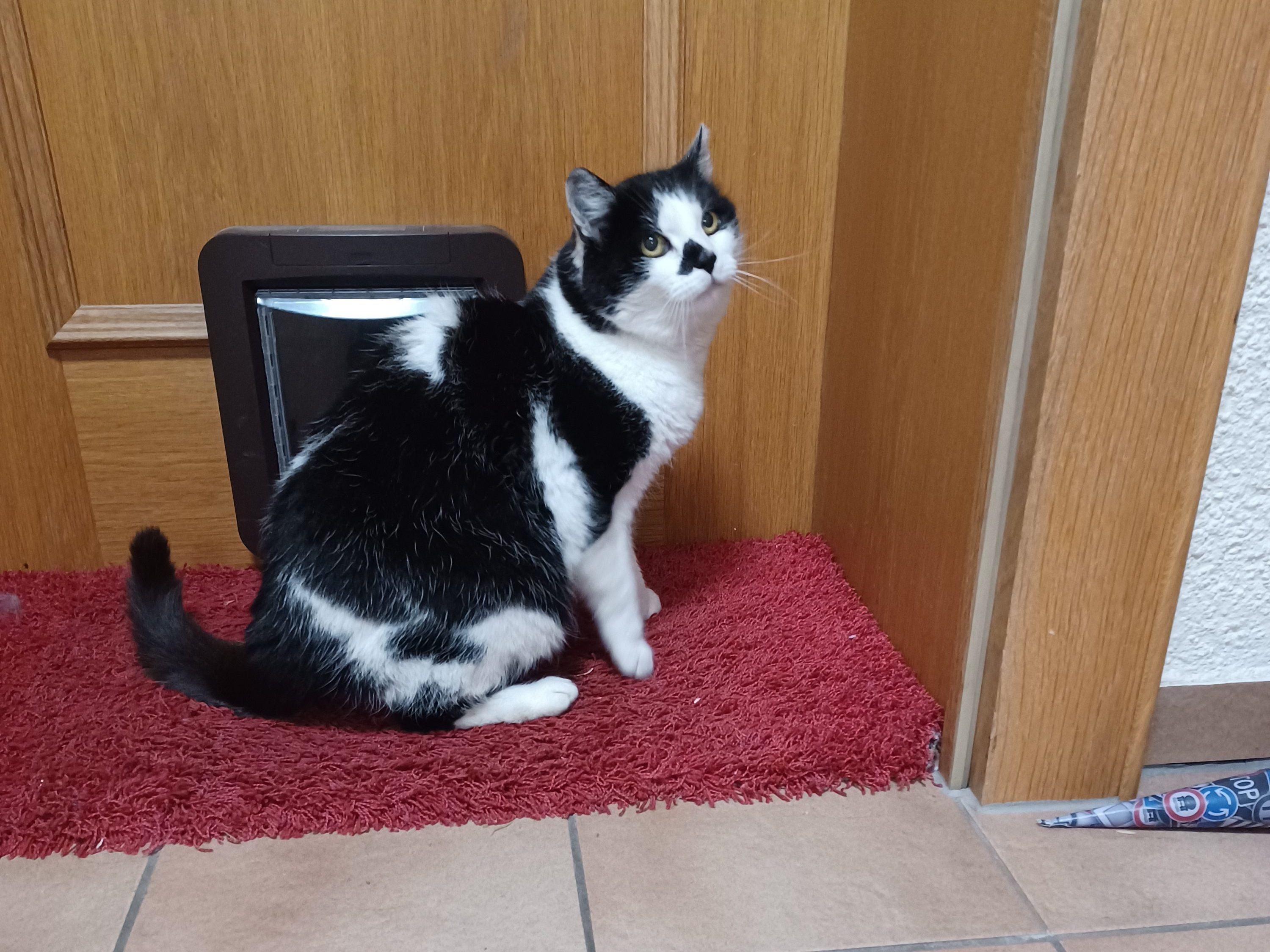 Katze  am 17.11.22 zugelaufen