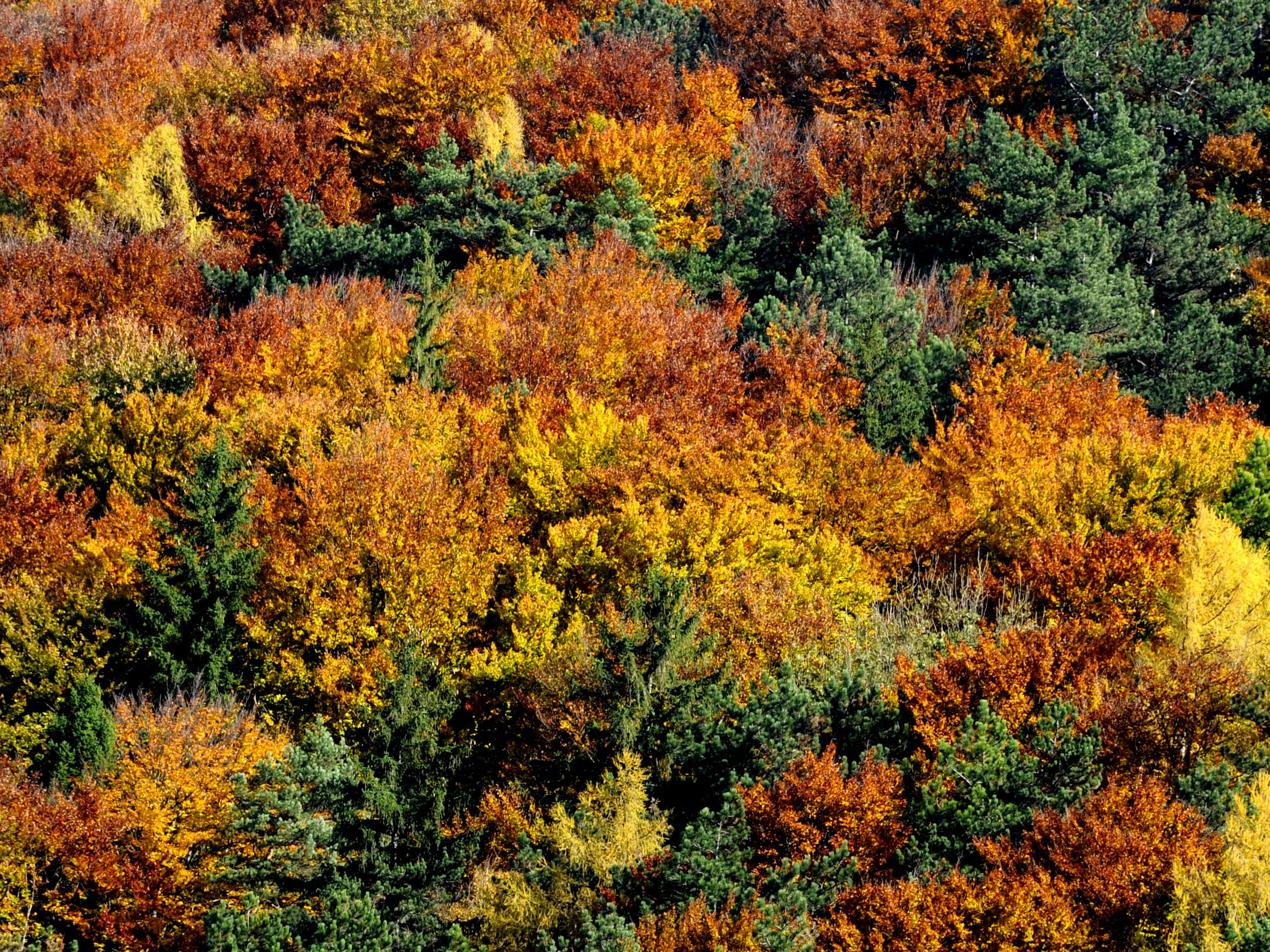 Umweltorganisationen wollen die Wälder im Kamp- und Kremstal schützen.