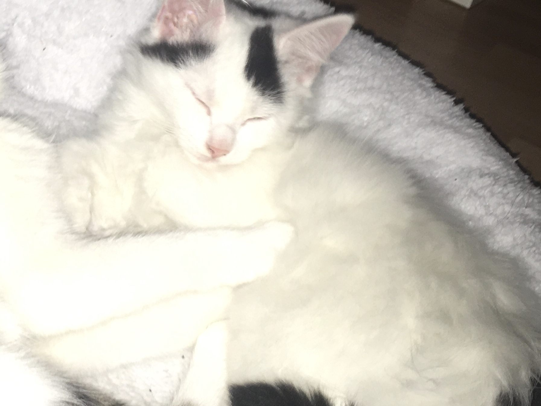 Max