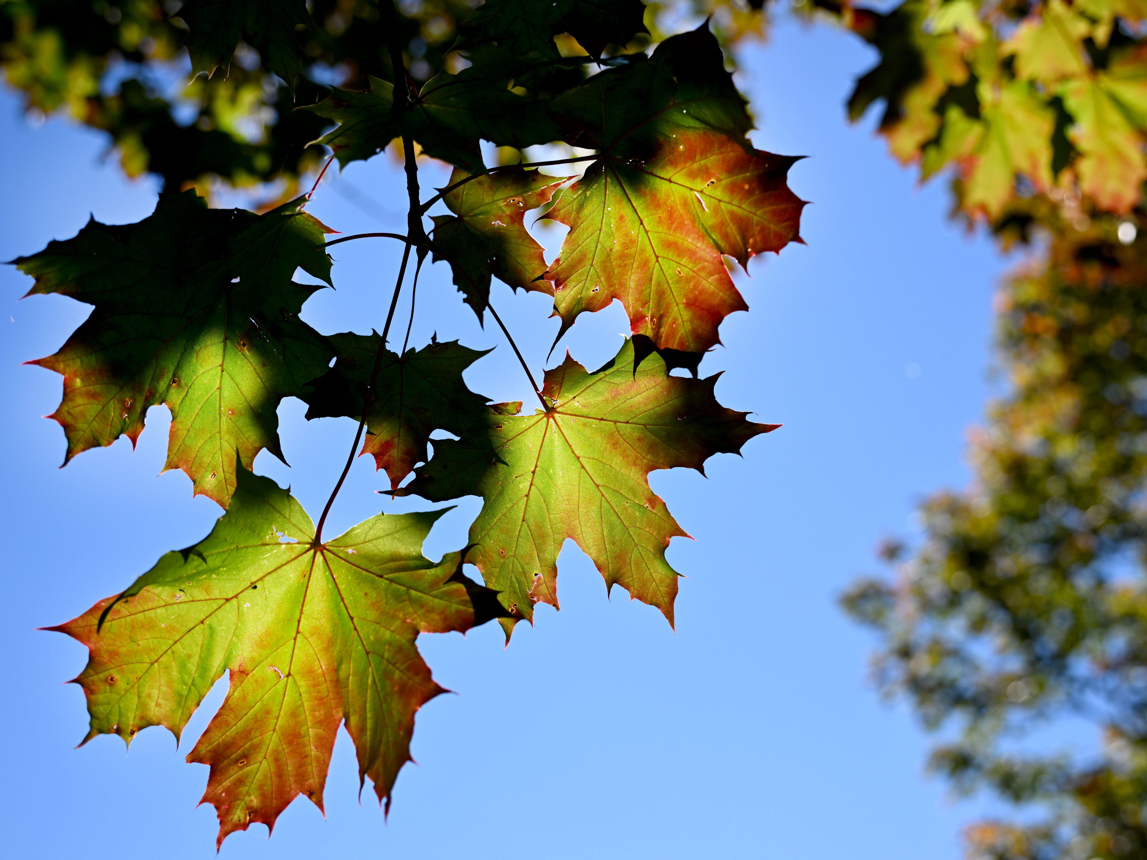 Nach der Kaltfront am Wochenende wird das Wetter wieder föhnig und mild. Nach der Kaltfront am Wochenende wird das Wetter wieder föhnig und mild.