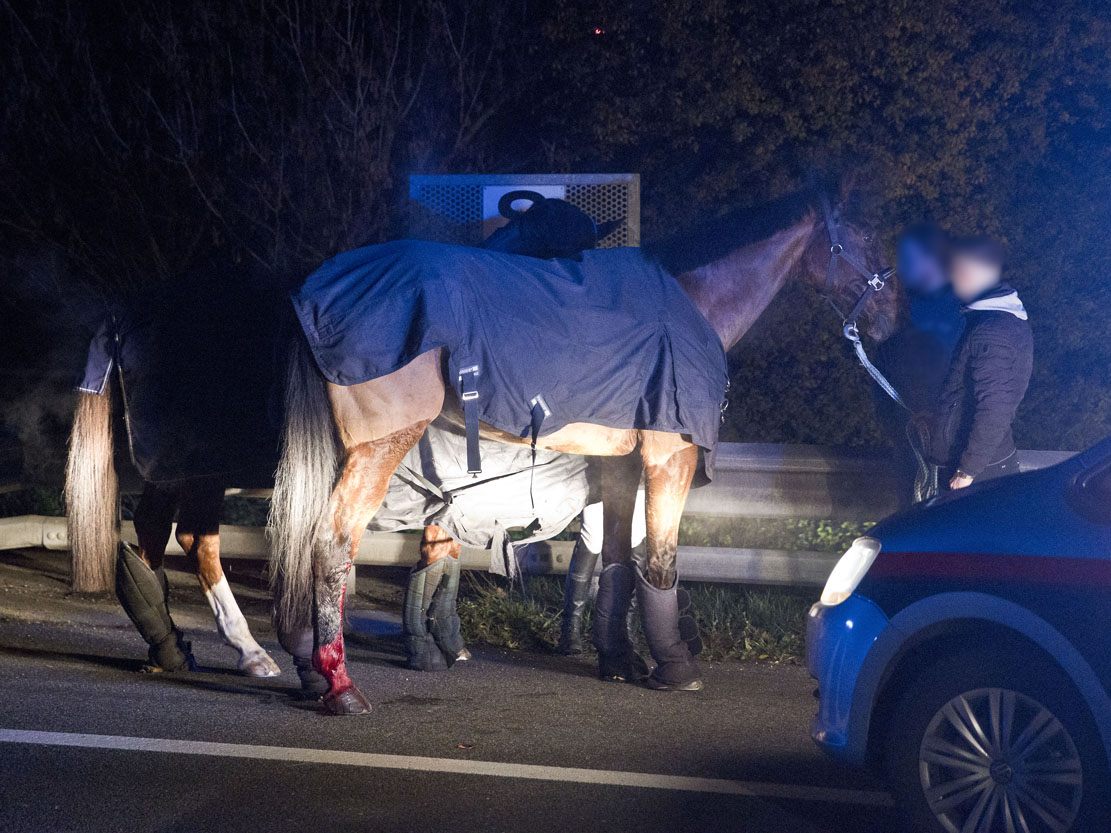 Die Pferde konnten nach einigen Kilometern eingefangen werden.