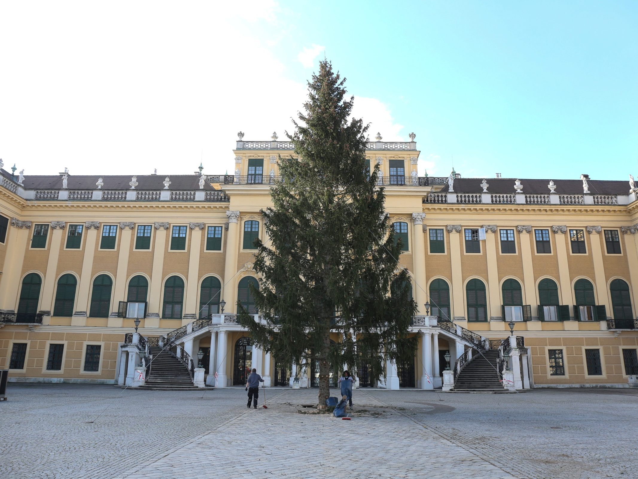 Waldviertler Fichte für den Weihnachtsmarkt in Schloss Schönbrunn. Waldviertler Fichte für den Weihnachtsmarkt in Schloss Schönbrunn.