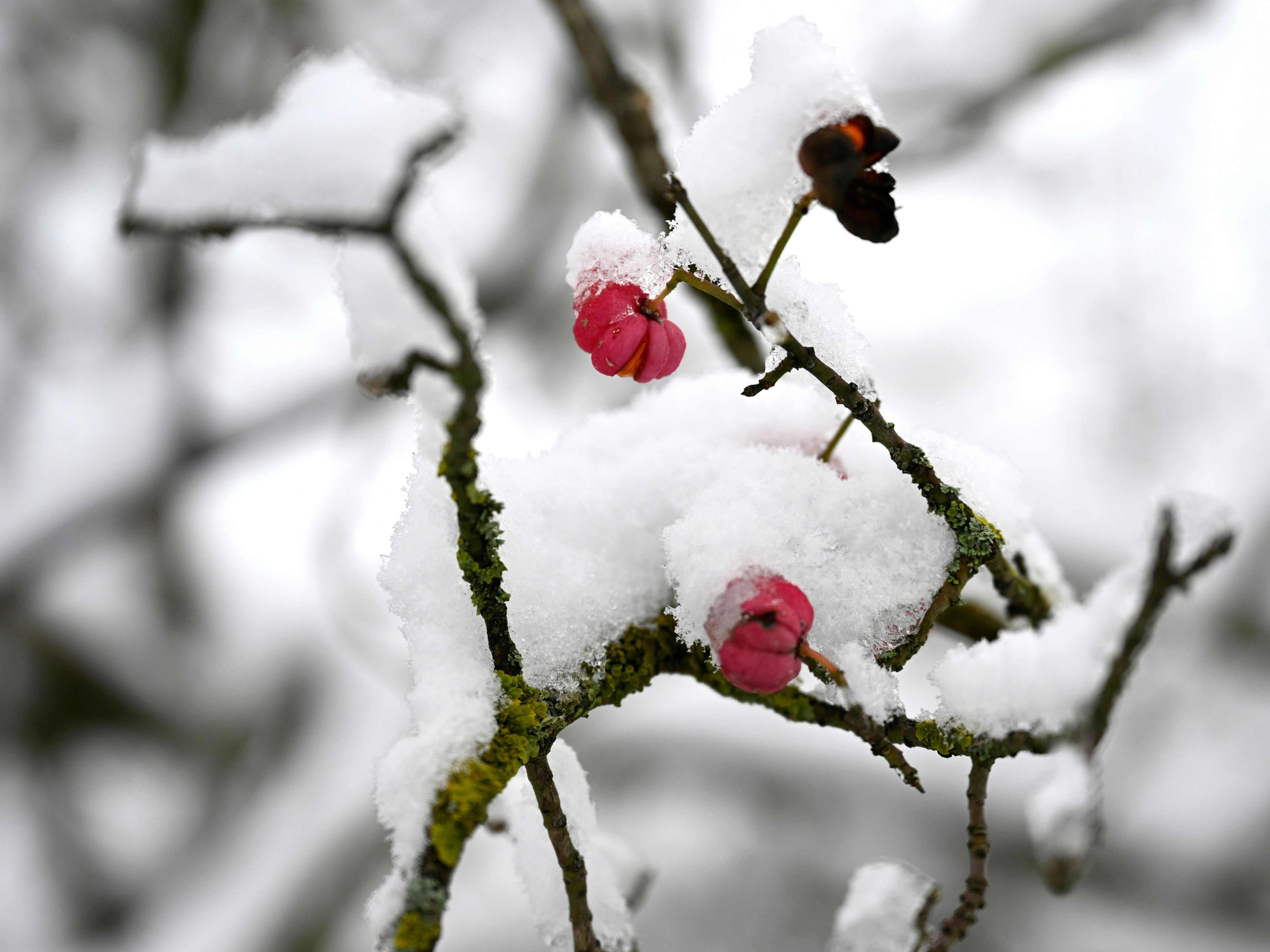 Nächste Woche kommen Regen und Schnee nach Österreich. Nächste Woche kommen Regen und Schnee nach Österreich.