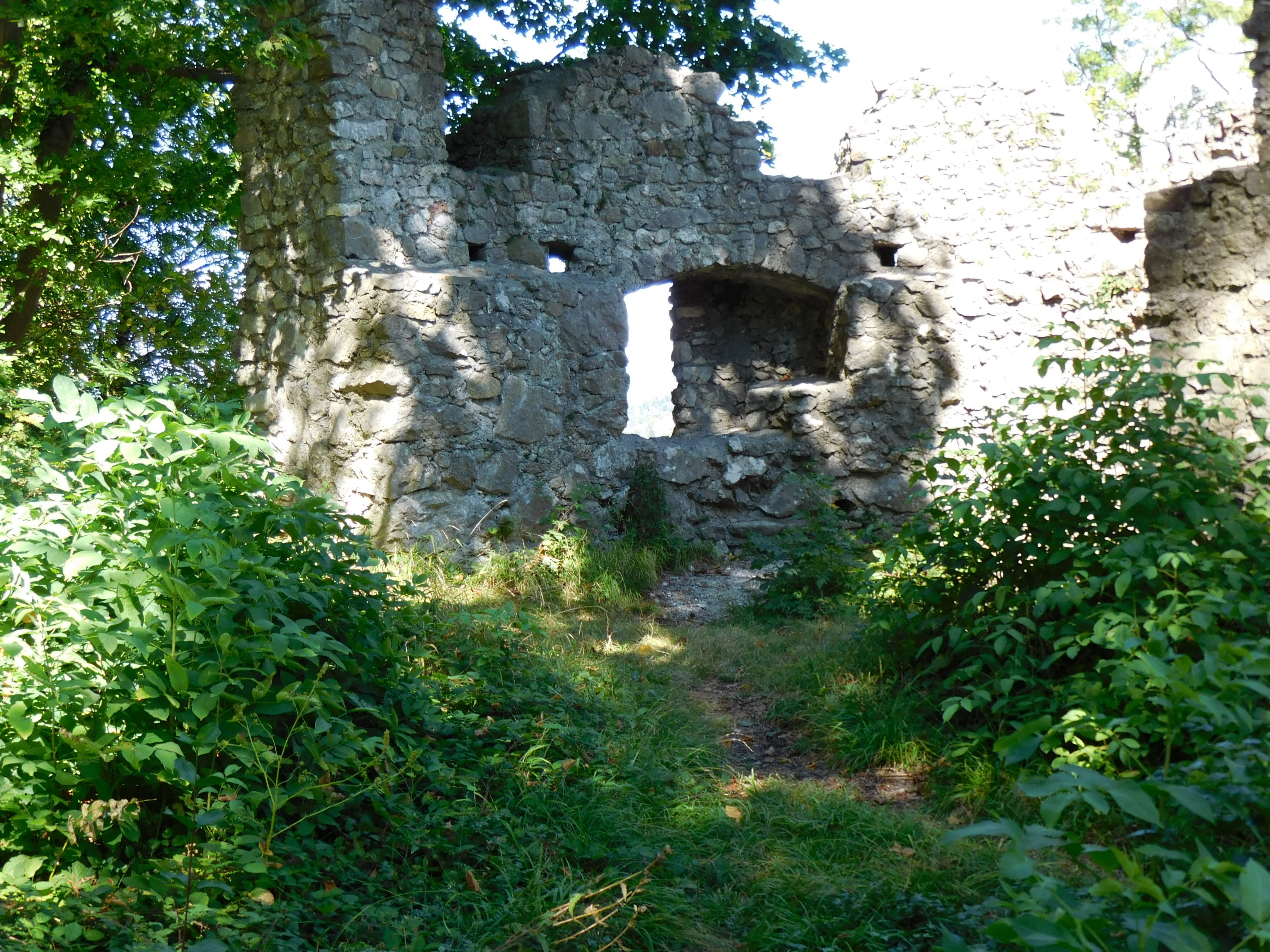 Am kommenden Samstag findet bei der Burgruine Neuburg wiederum ein Aktionstag zur Ausforstung statt