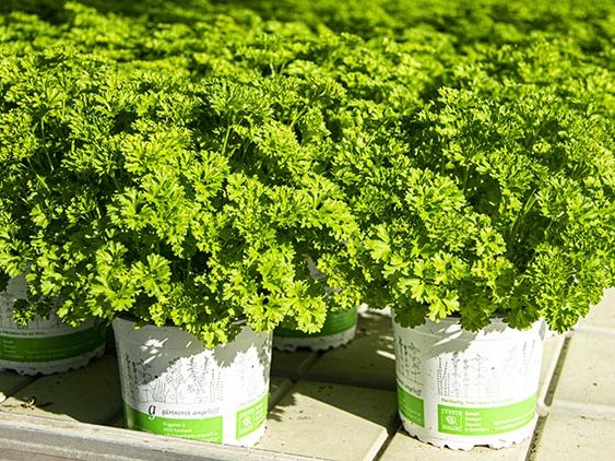 Frische Petersilie der Gärtnerei Angeloff © Ländle Qualitätsprodukte Marketing GmbH