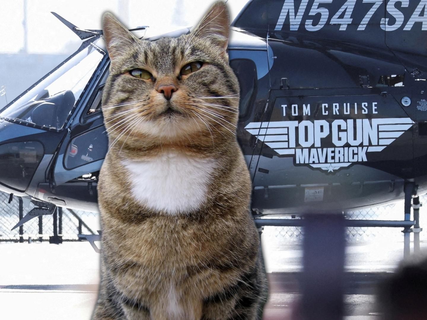 Top Gun mit Katze - dieser Kurzfilm geht gerade viral.
