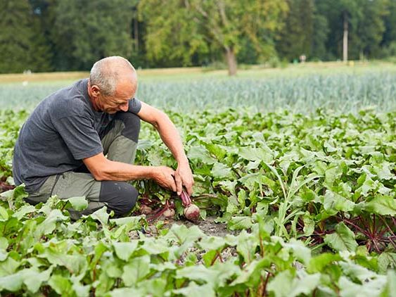 Walter Gehrer (Gehrer Jungpflanzen und Gemüsebau) © Ländle Qualitätsprodukte Marketing GmbH, Fotograf: Christoph Pallinger