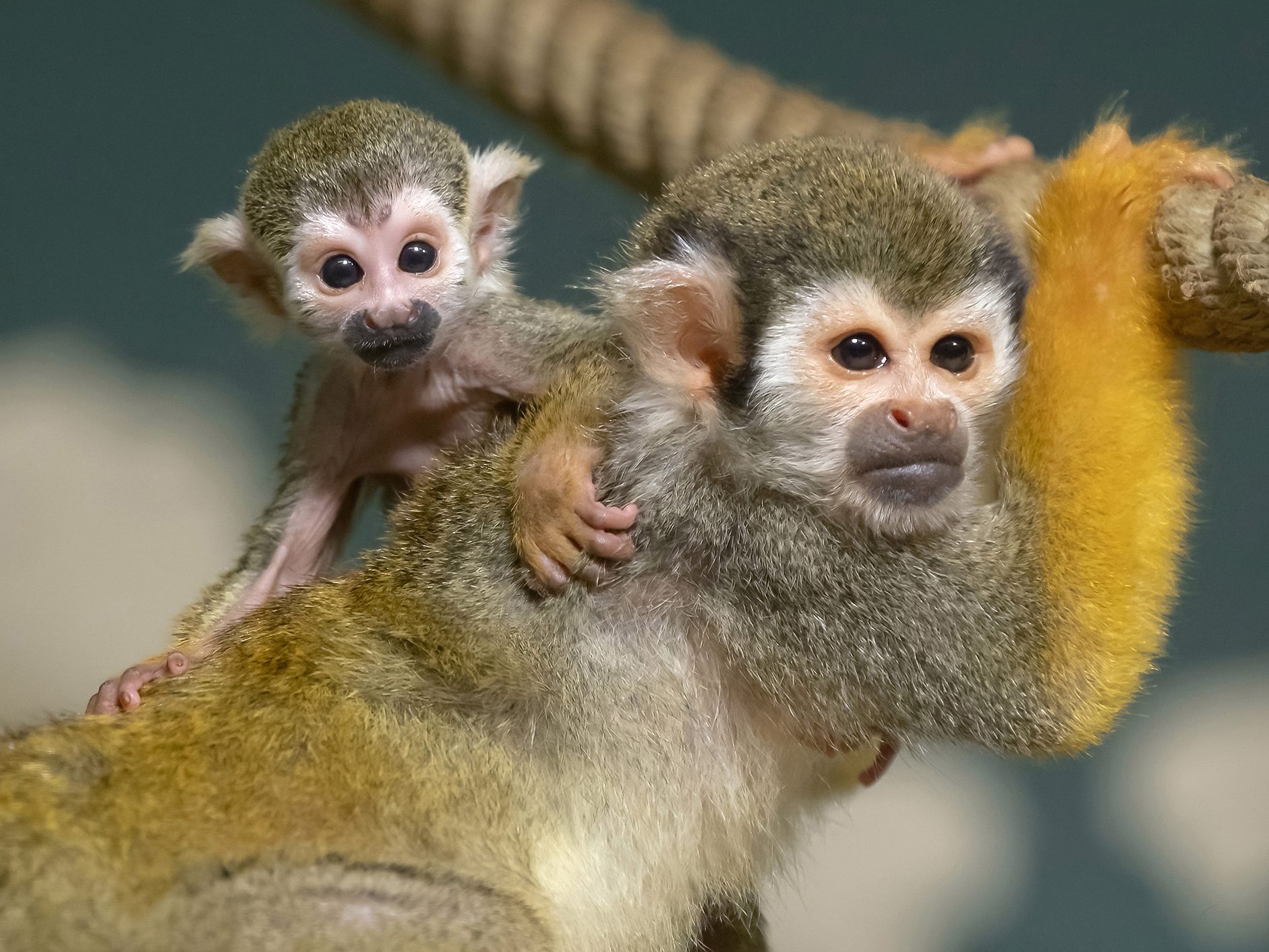 Der Wiener Tiergarten Schönbrunn konnte sich 2022 über besonders viel Nachwuchs freuen. Der Wiener Tiergarten Schönbrunn konnte sich 2022 über besonders viel Nachwuchs freuen.