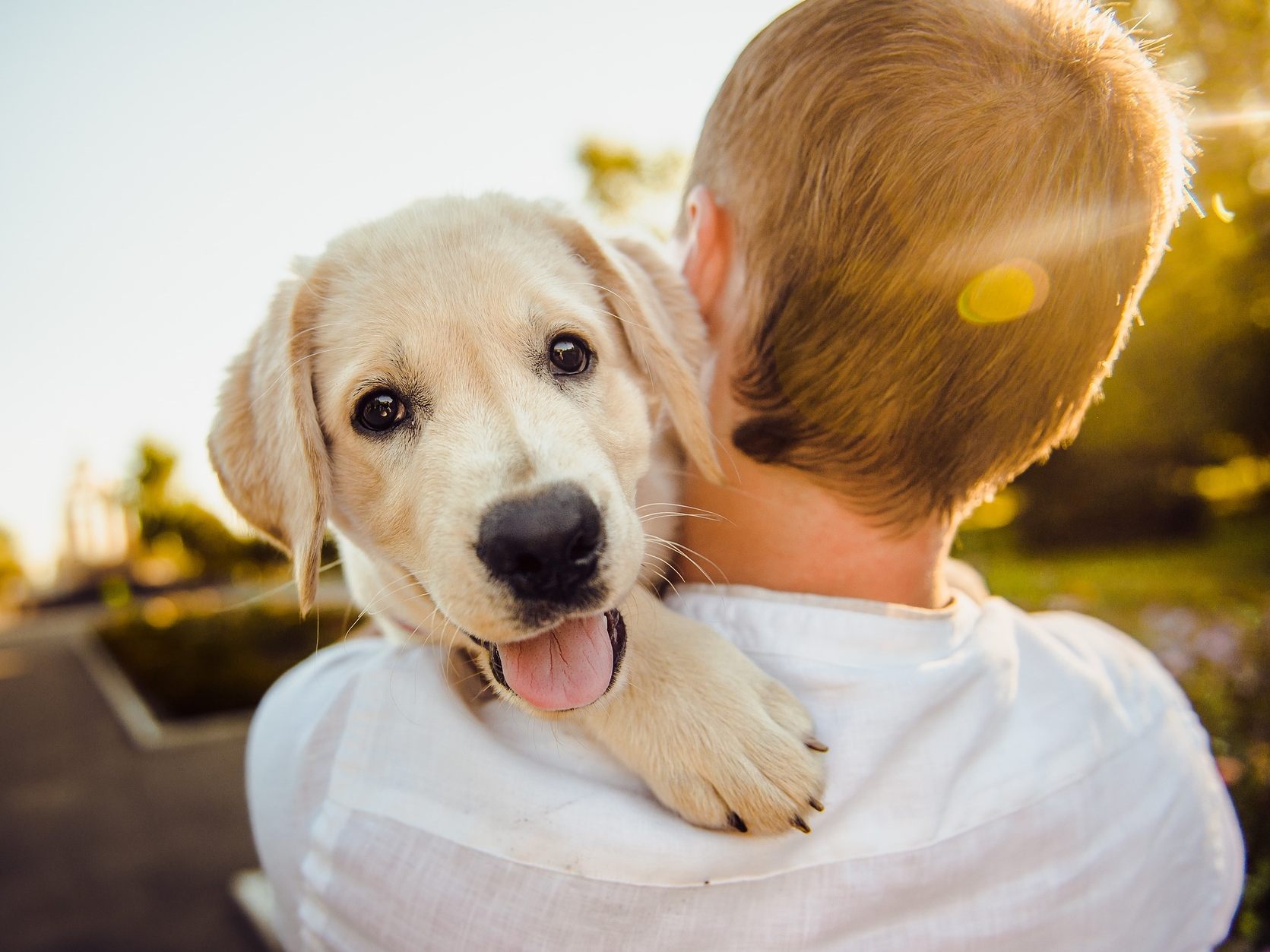 Wer einen Hund aus einem Wiener Tierheim adoptiert, für den entfällt die Hundeabgabe für drei Jahre. Wer einen Hund aus einem Wiener Tierheim adoptiert, für den entfällt die Hundeabgabe für drei Jahre.