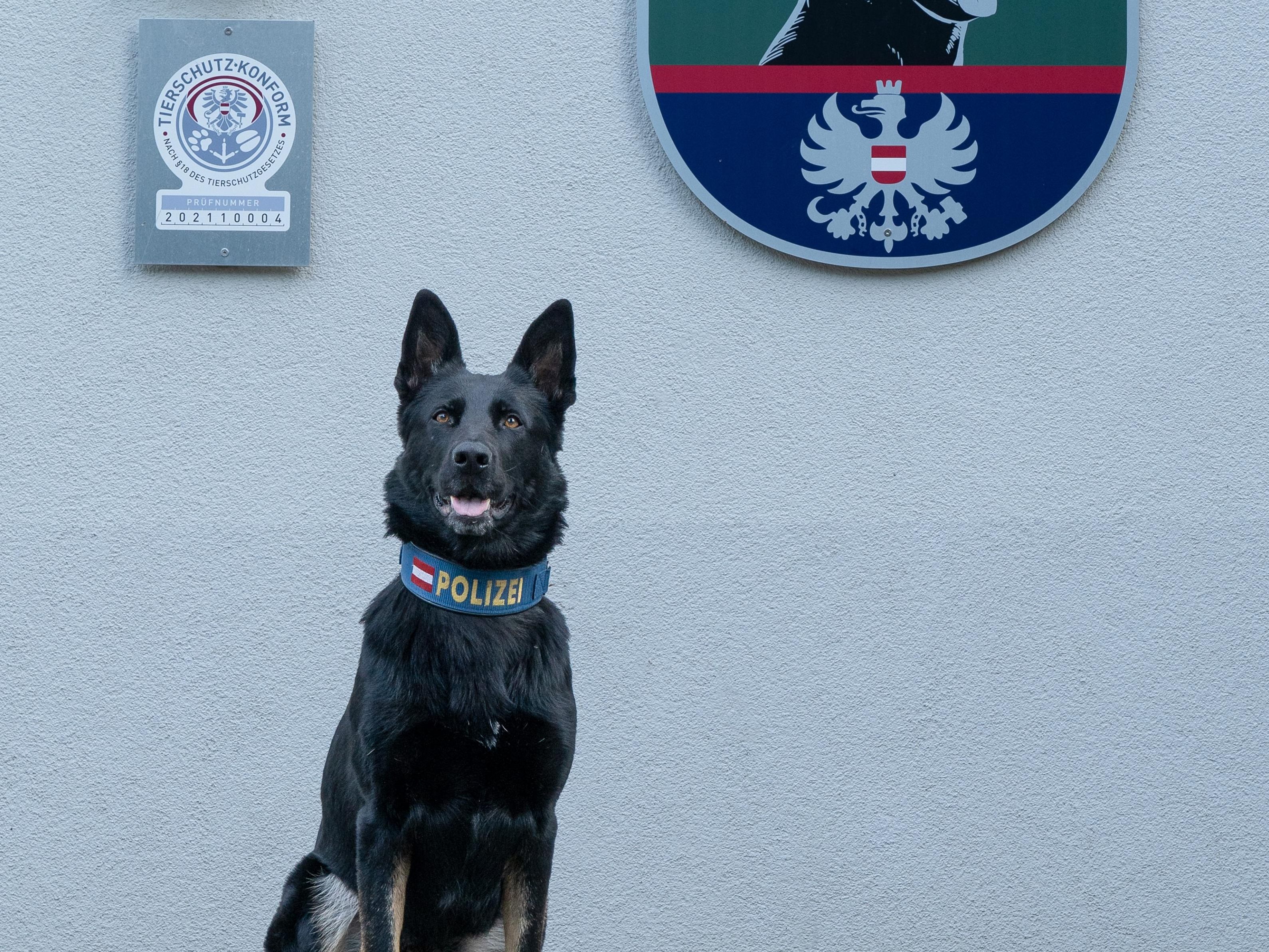 Polizeihündin"Domina" half bei der Stellung von Graffiti-Sprayern in Wien-Brigittenau.