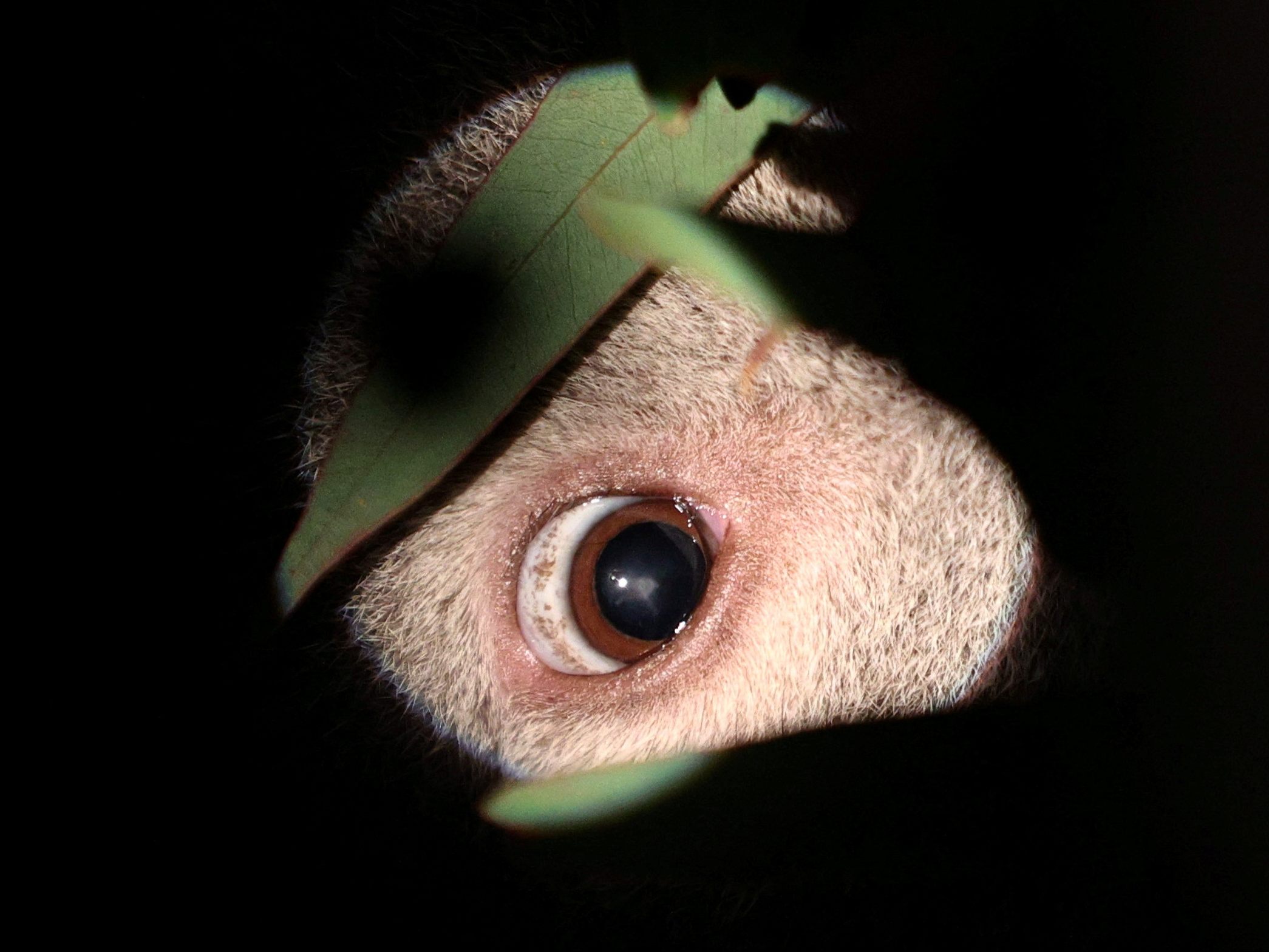 Mehrere ukrainische Konsulate bekamen Päckchen mit Tieraugen zugeschickt. Mehrere ukrainische Konsulate bekamen Päckchen mit Tieraugen zugeschickt.