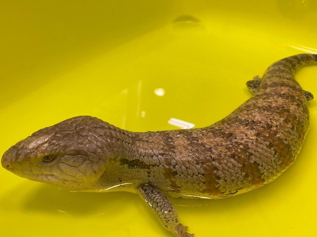 Im Bezirk Mödling in Niederösterreich wurde ein Reptil entdeckt.