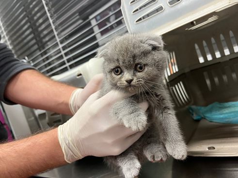 In Wien-Favoriten wurden Katzenbabys beschlagnahmt.