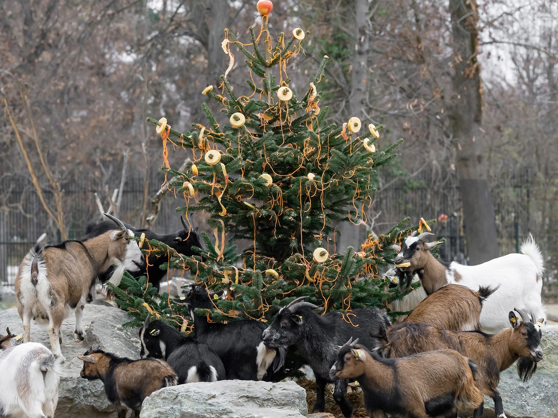 Tiere vom Streichelzoo im Tiergarten Schönbrunn bekamen eine Überraschung.