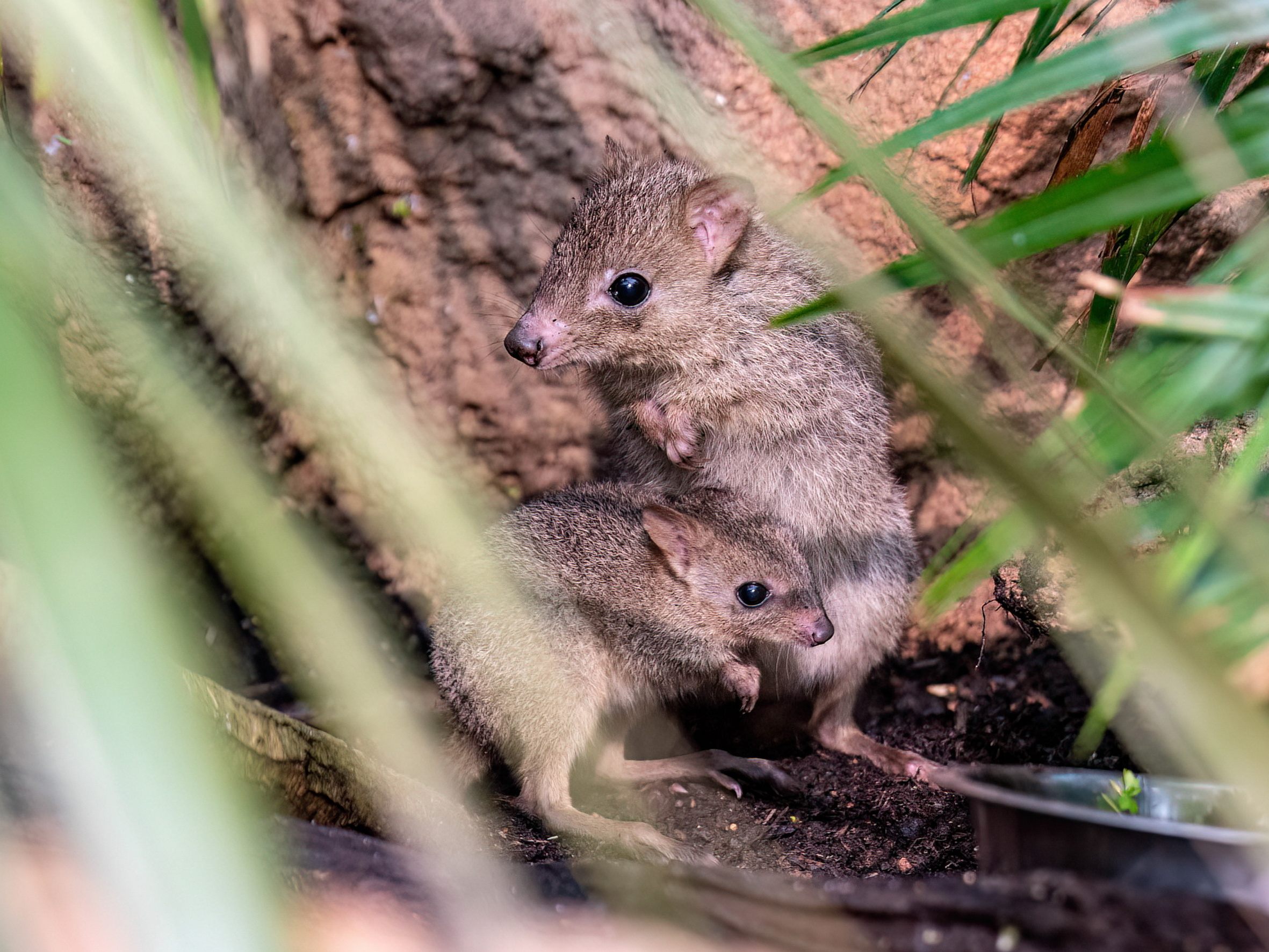 Haus des Meers: Bürstenschwanz-Känguru sorgte für Überraschungs-Nachwuchs.