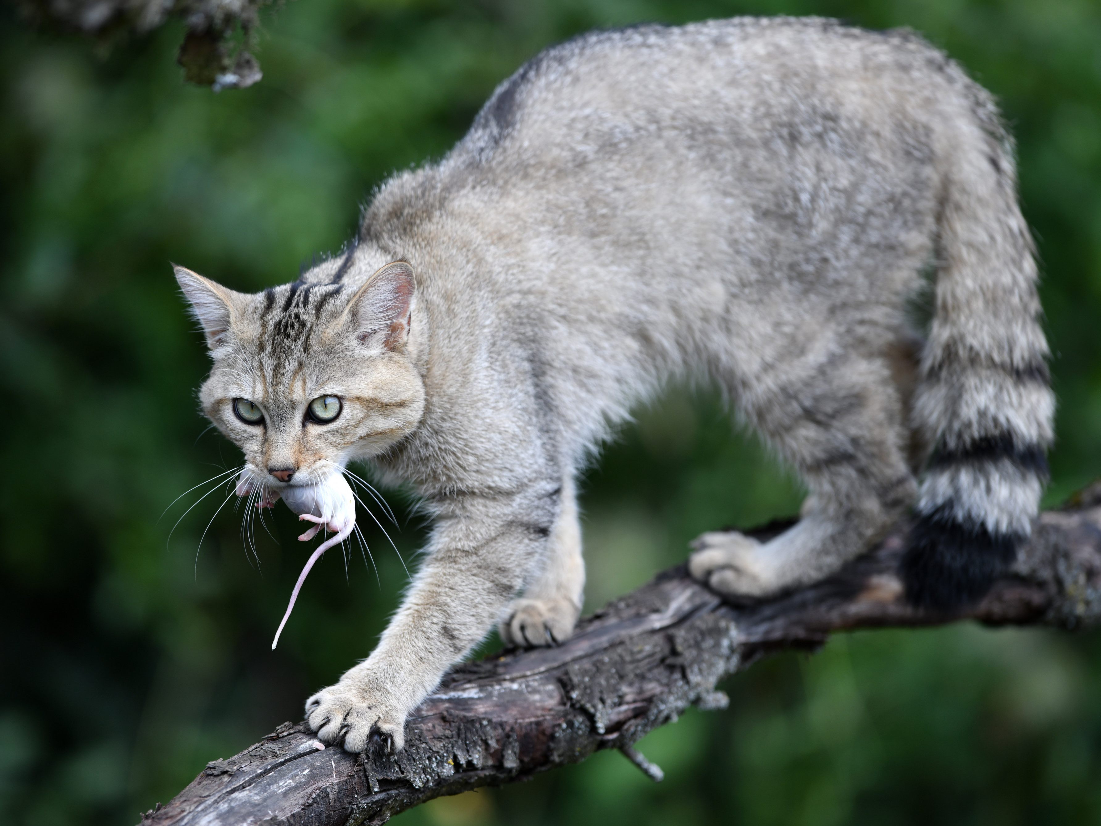 In der Wachau in Niederösterreich gibt es Nachweise auf eine eigenständige Wildkatzen-Population.