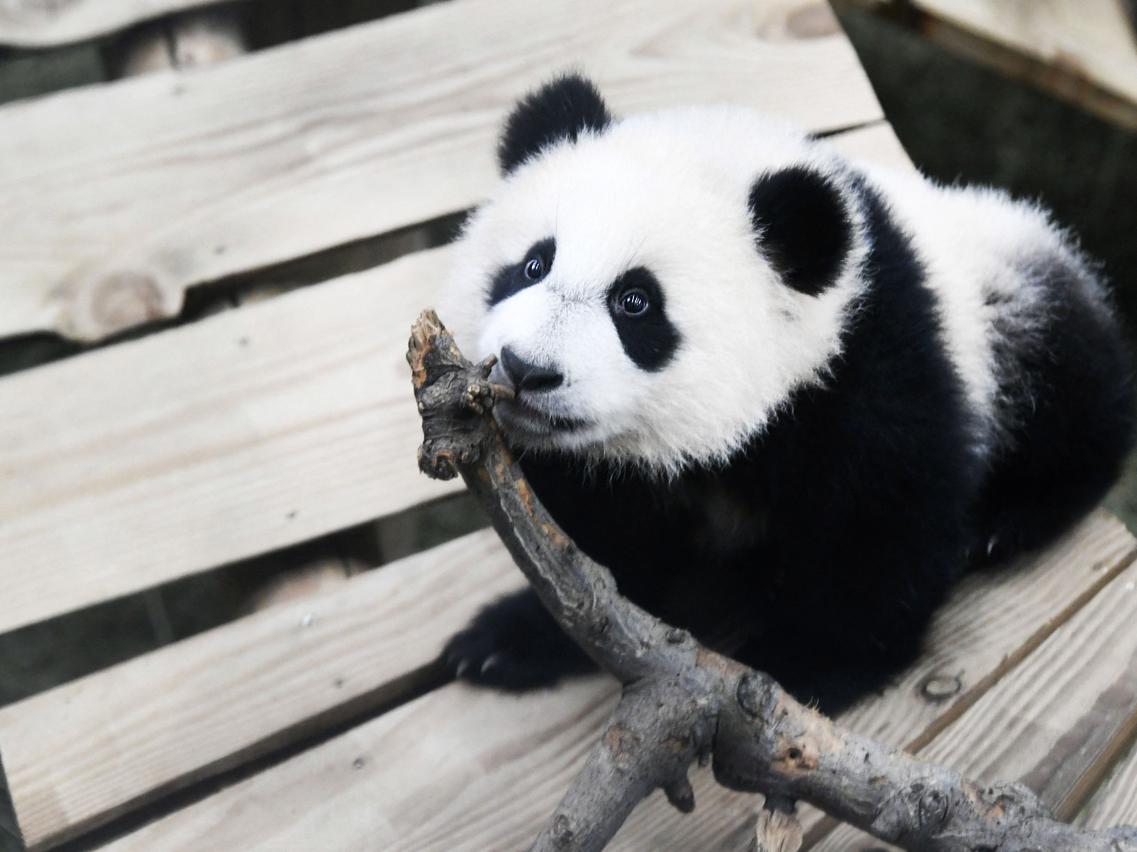 Der Riesenpanda "Fan Xing" - hier auf einem Bild aus dem Jahr 2020 - stellte sich als Weibchen heraus.