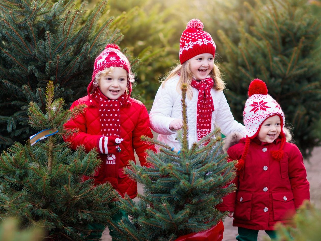Für ein nachhaltiges Weihnachtsfest: Worauf es bei der Wahl des richtigen Christbaums ankommt.
