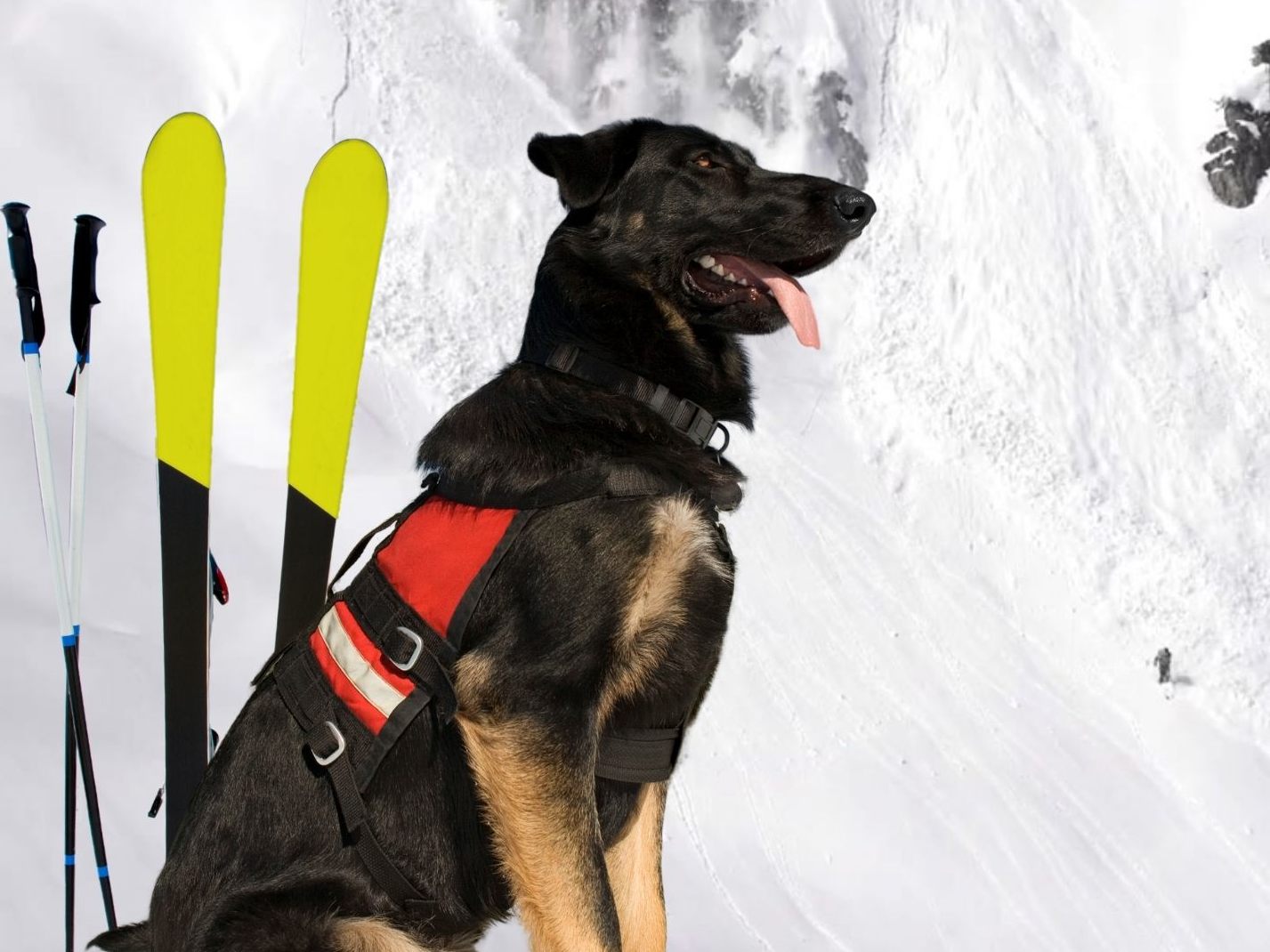 Nur zwei Tage nach den Lawinenabgang in Lech/Zürs ist auch eine Tiroler Skipiste von Schneemassen überrollt worden. Nur zwei Tage nach den Lawinenabgang in Lech/Zürs ist auch eine Tiroler Skipiste von Schneemassen überrollt worden.