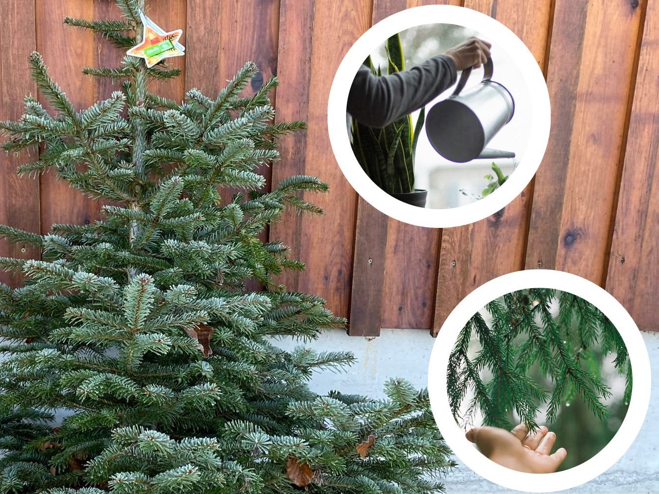 Wie bleibt der Christbaum heuer möglichst lange schön?