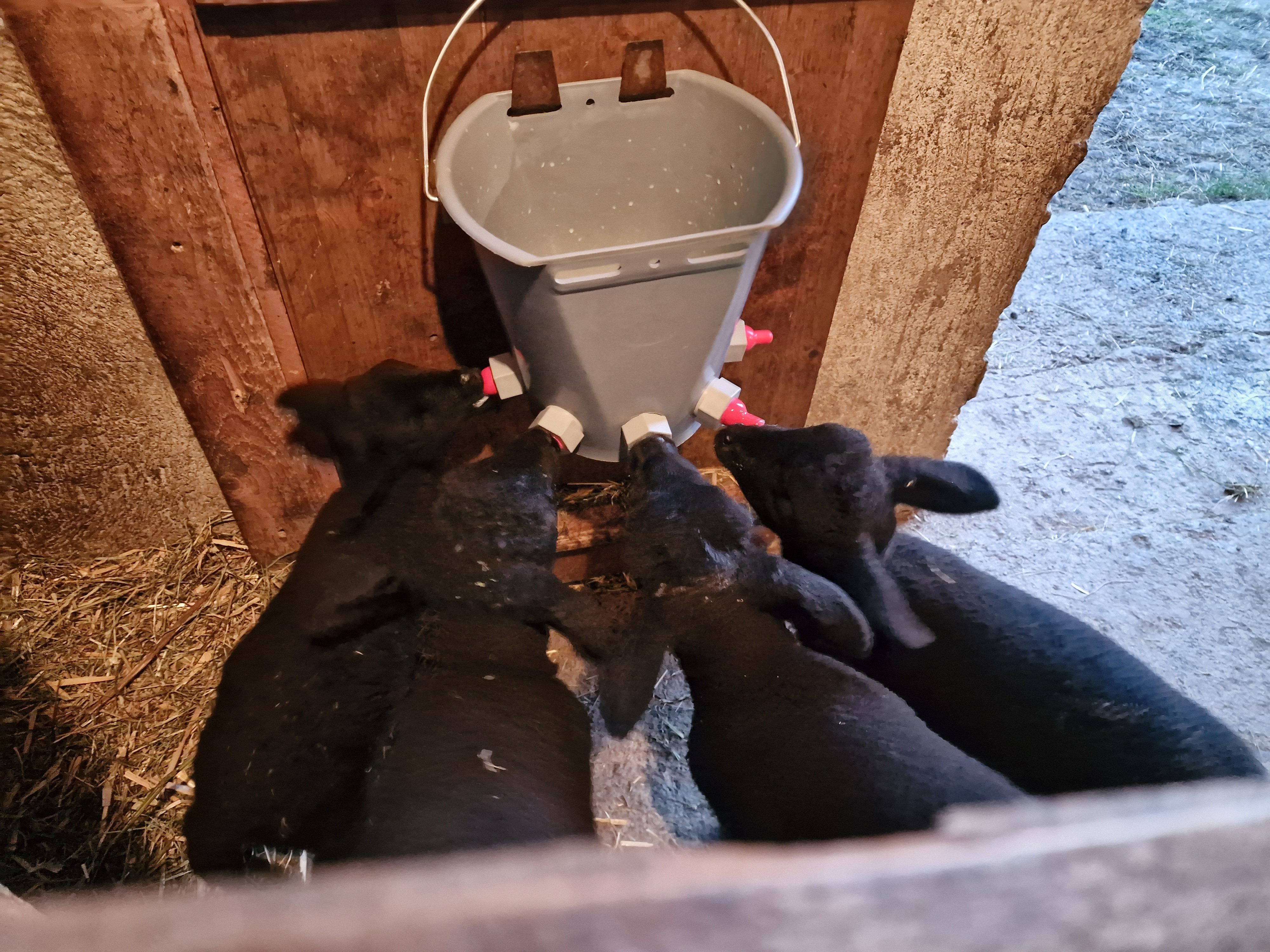 Die Vierlinge haben immer großen Hunger.