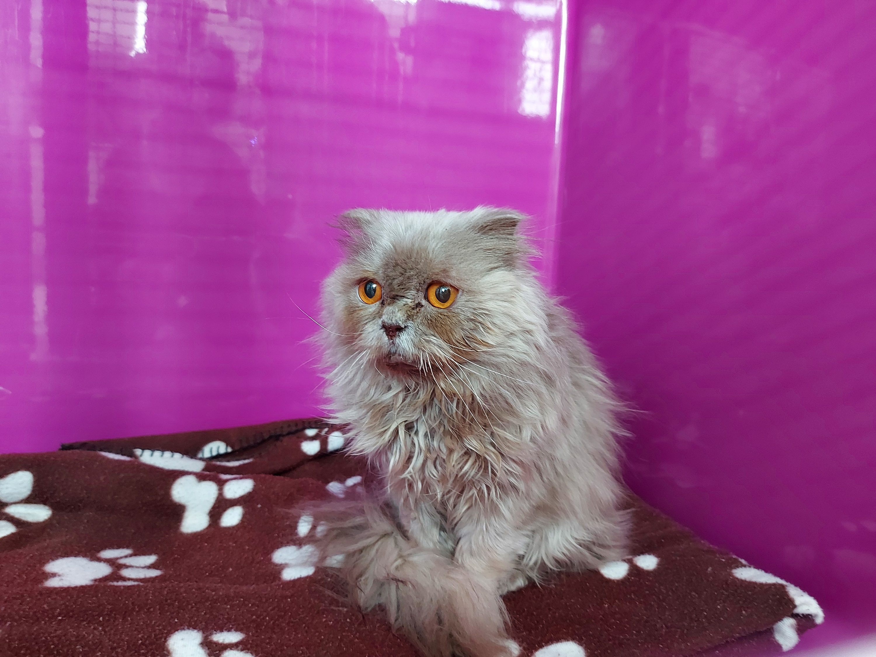 Die Tierschutzombudsstelle Vorarlberg warnt vor unseriösen Online-Angeboten von Hunde- und Katzenwelpen wie der Qualzucht Scottish-Fold. Die Tierschutzombudsstelle Vorarlberg warnt vor unseriösen Online-Angeboten von Hunde- und Katzenwelpen wie der Qualzucht Scottish-Fold.